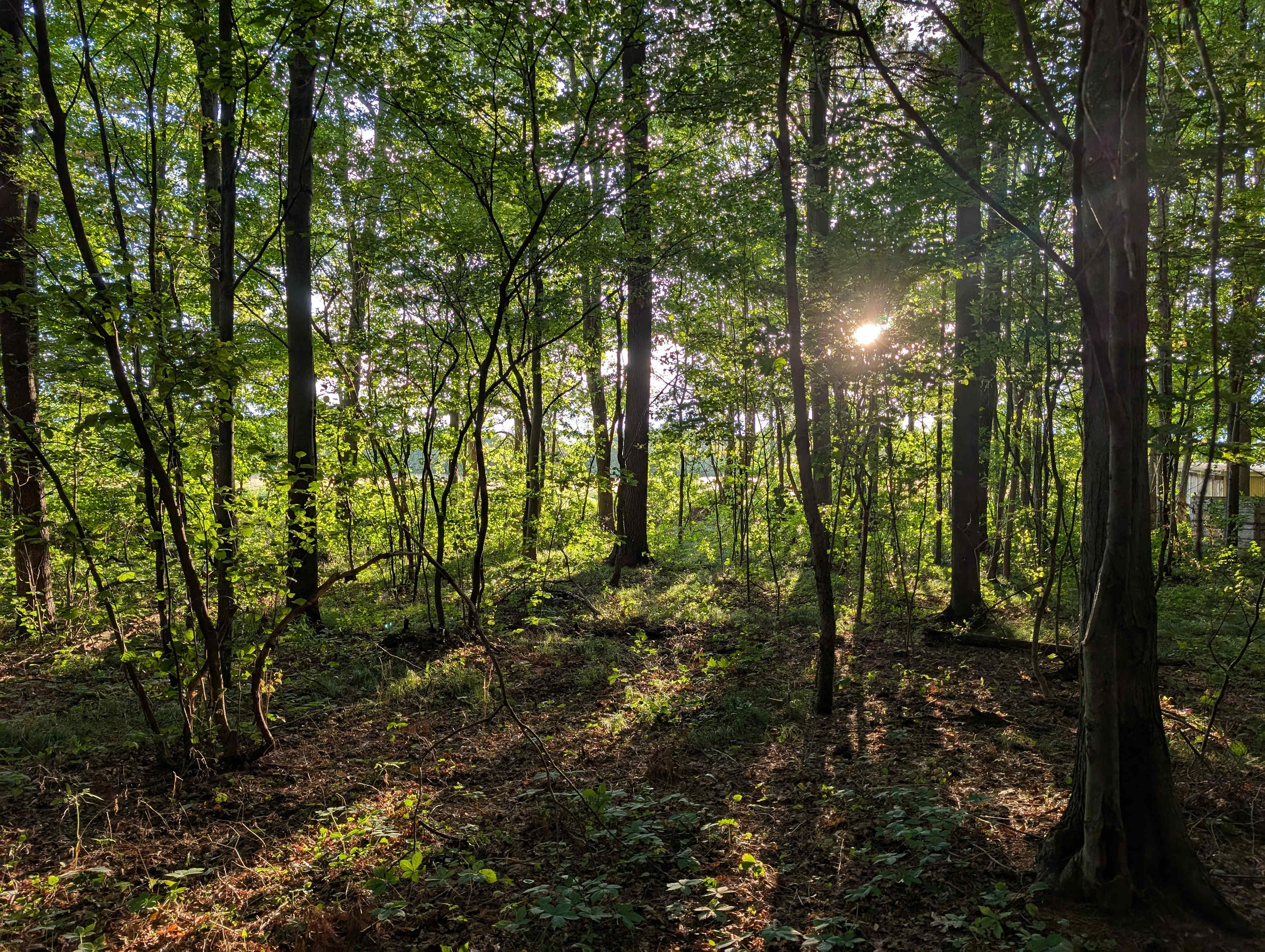 Spring Arbour Magic Forest &Trails!