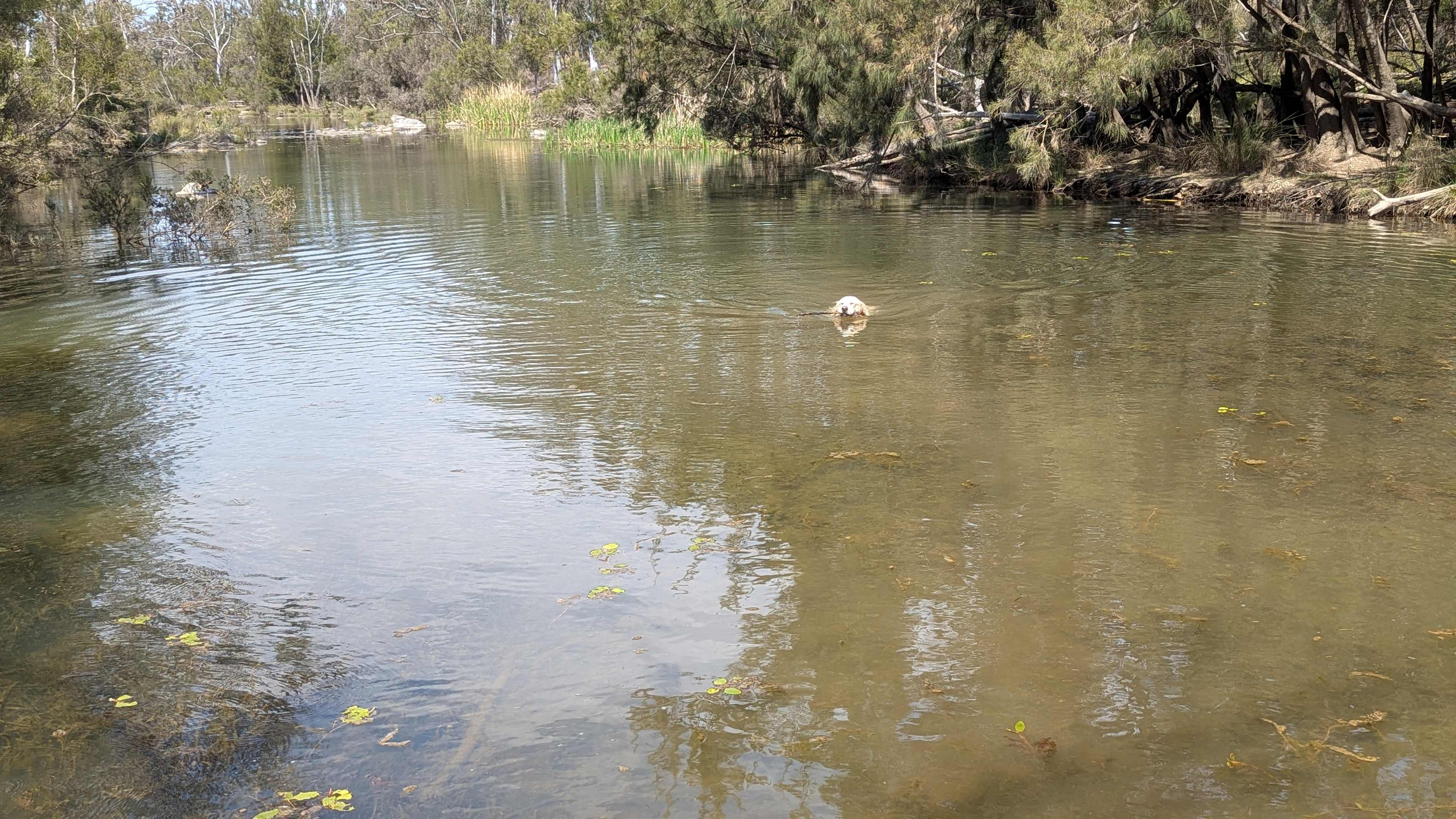 Retriever loving the water