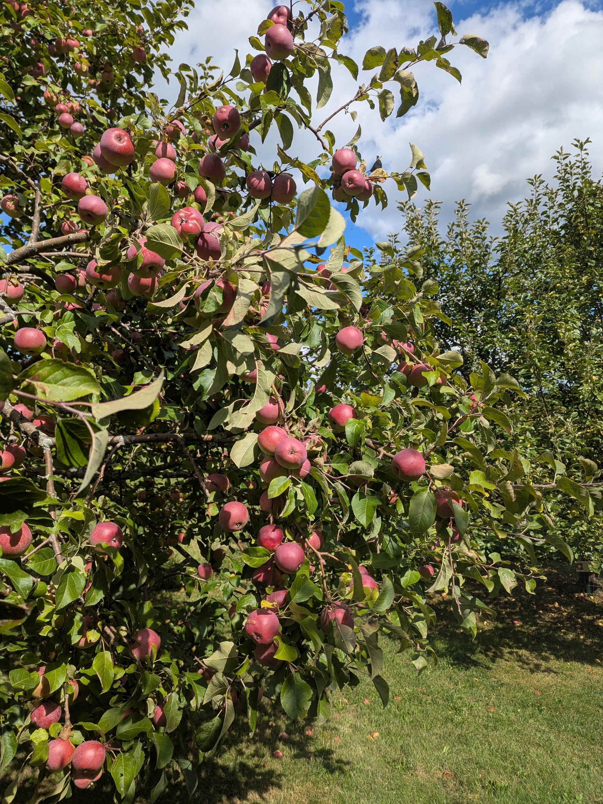 Old Stone House Museum VT