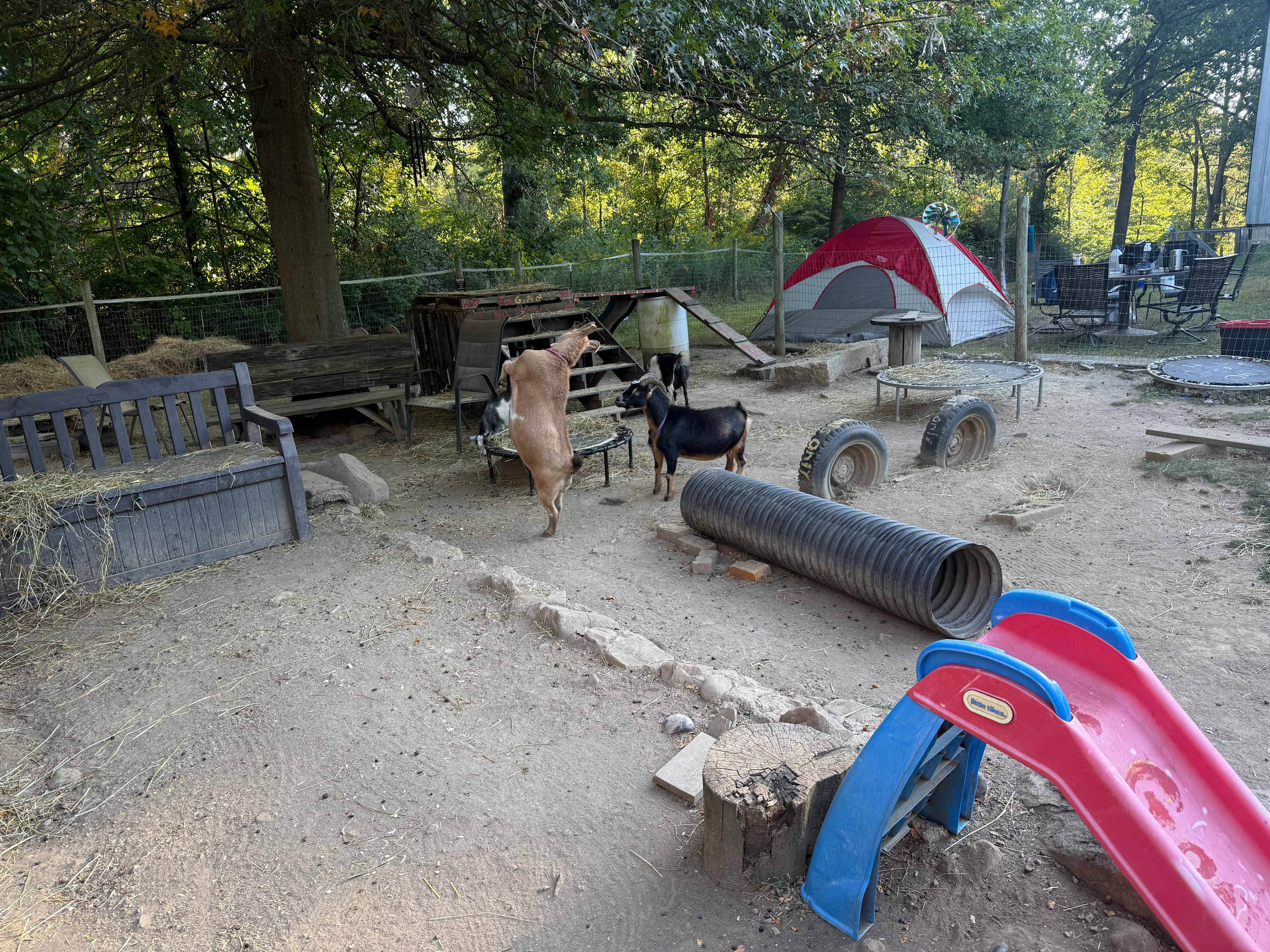 Playful goats provided great entertainment!