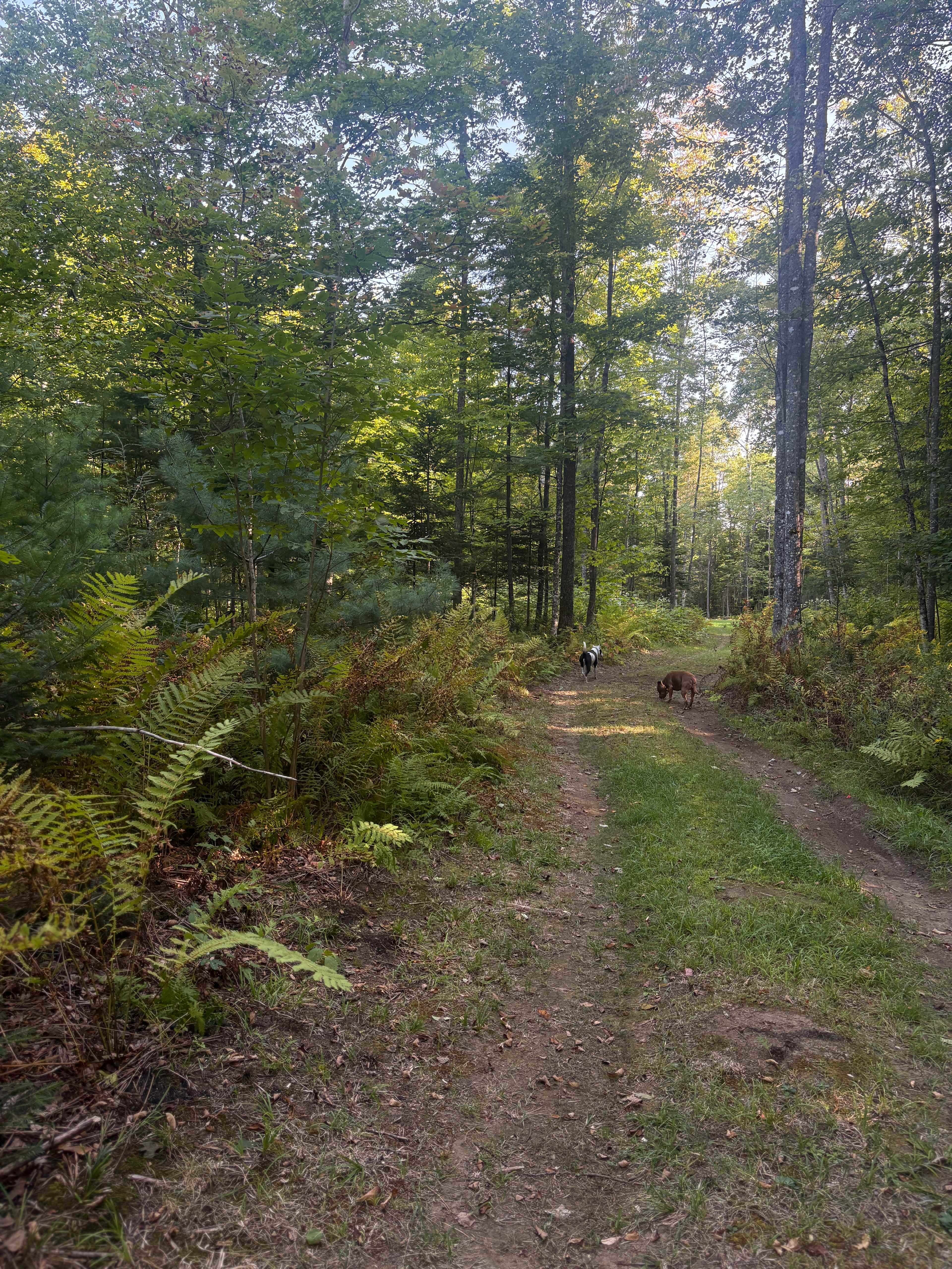 🌲 40 Acres Of Riverfront Serenity