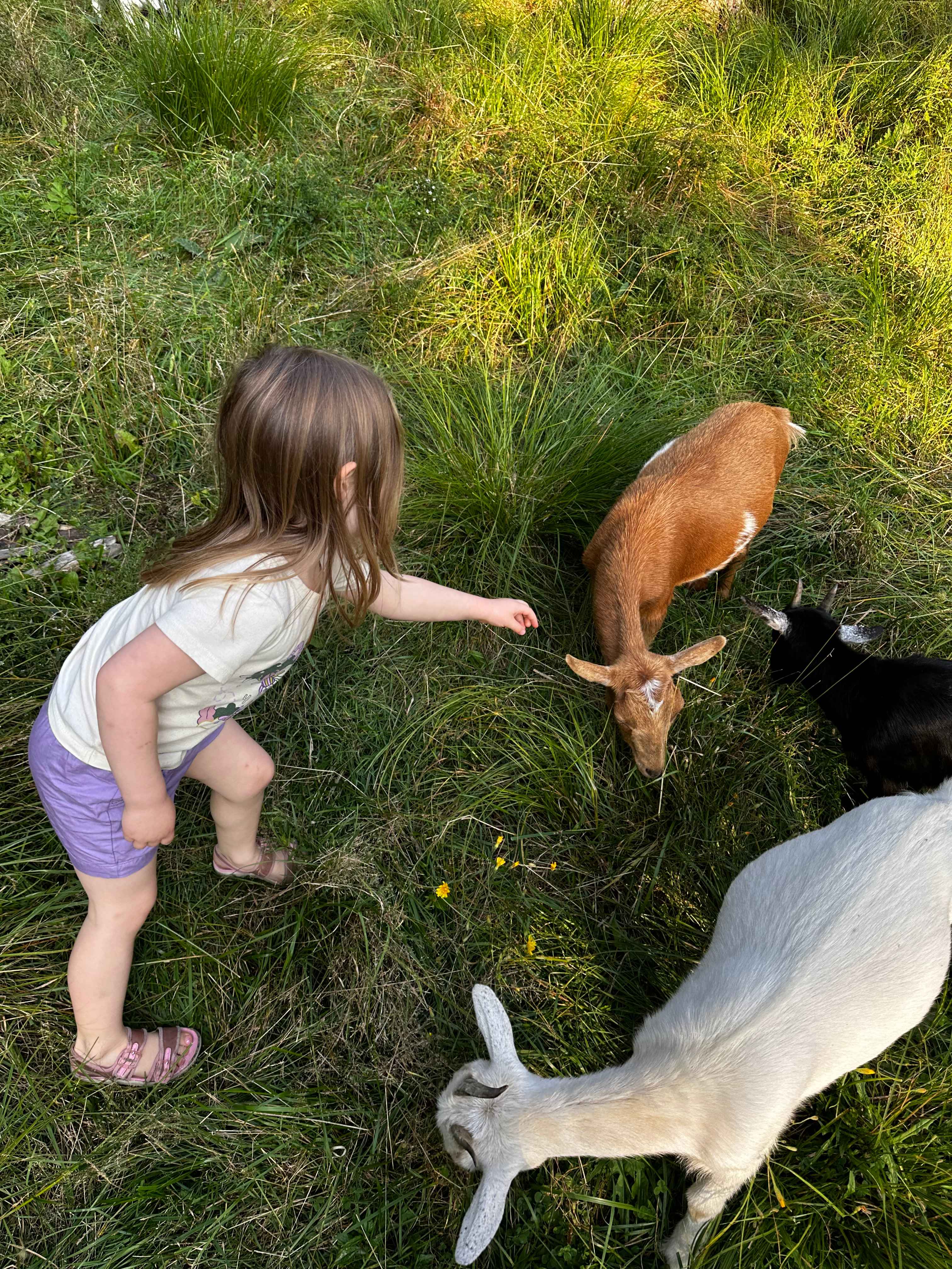 Mariaville Goat Farm Yurt