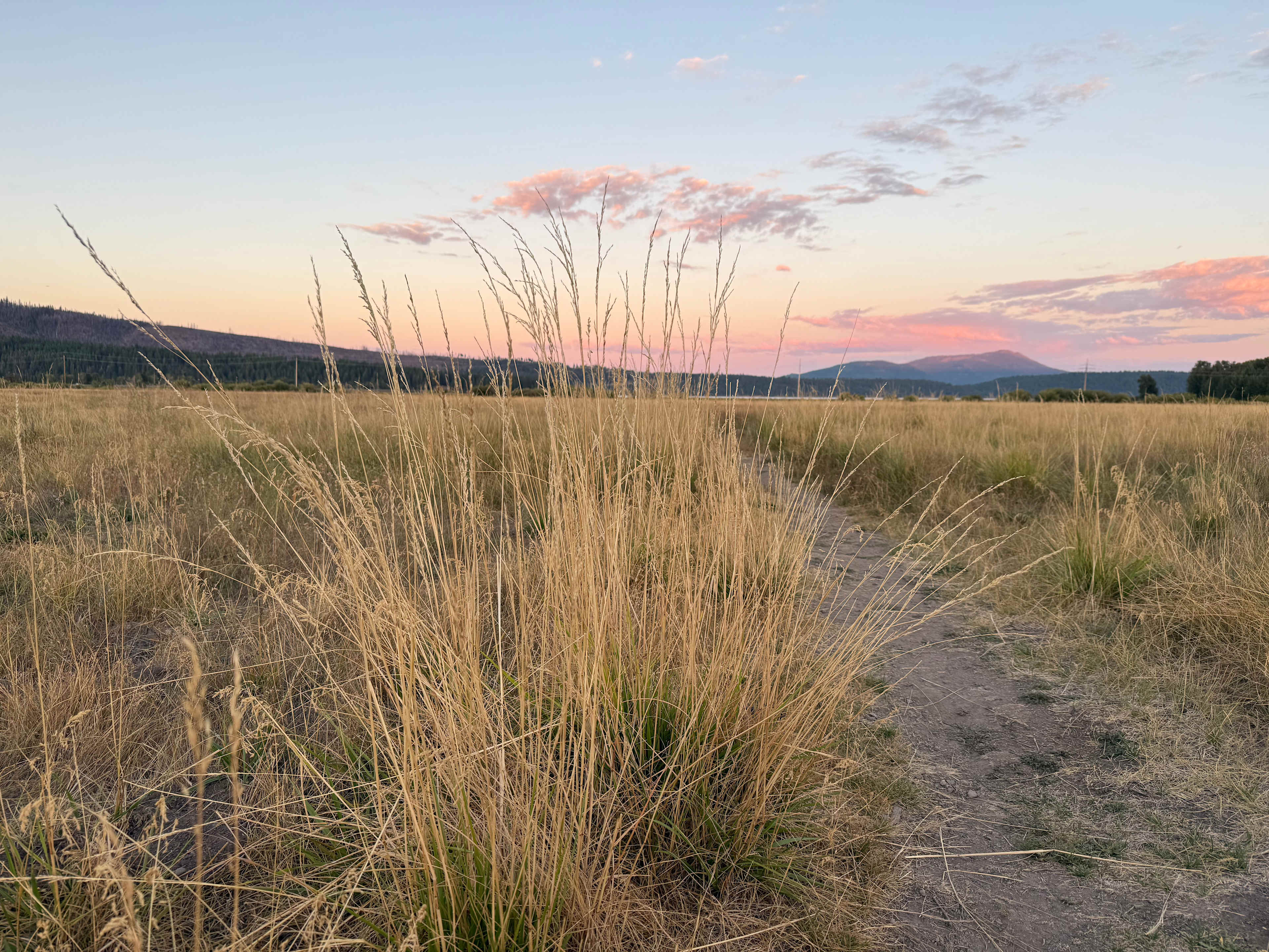 Sunset at the pasture