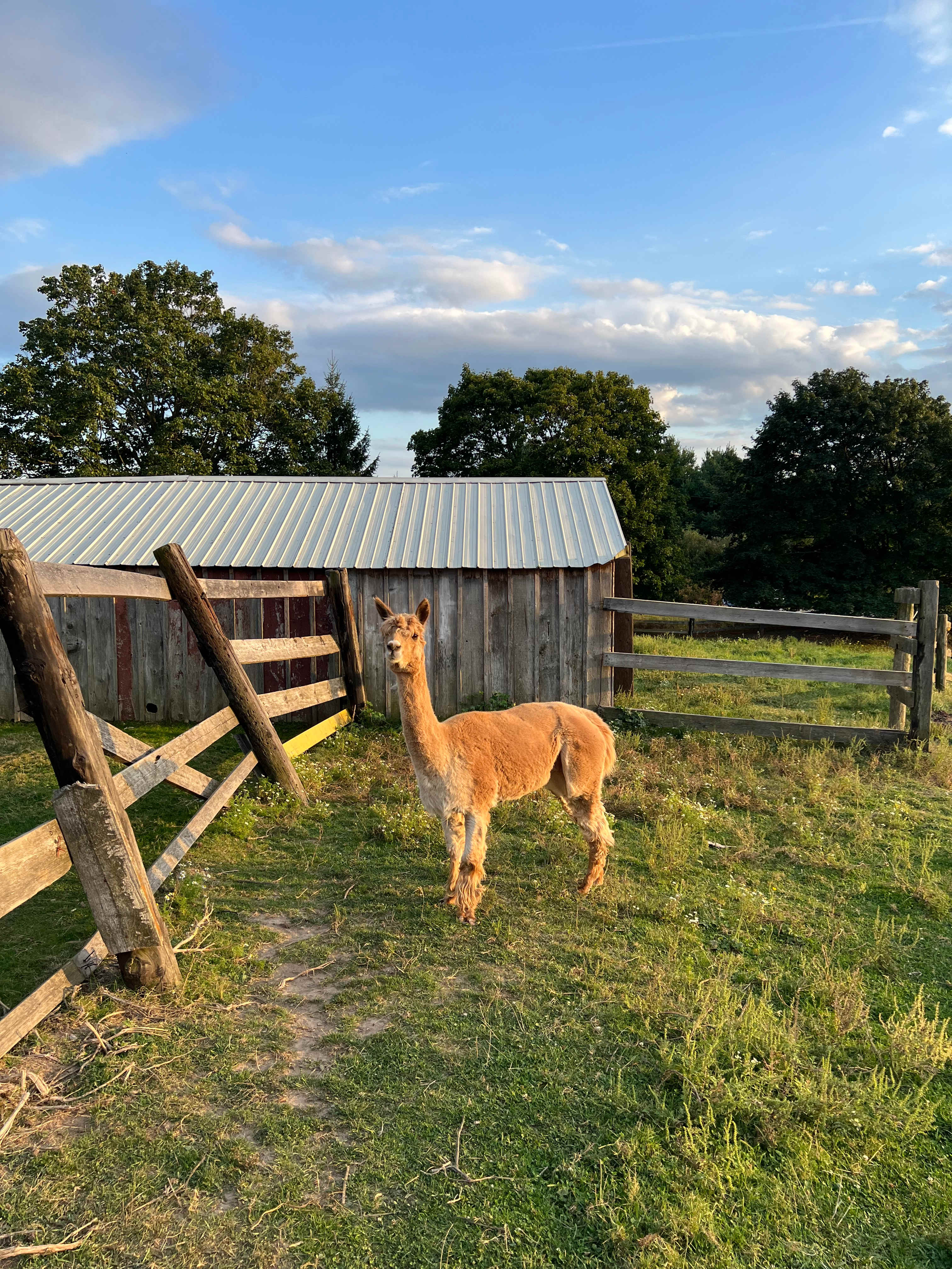 The Farm