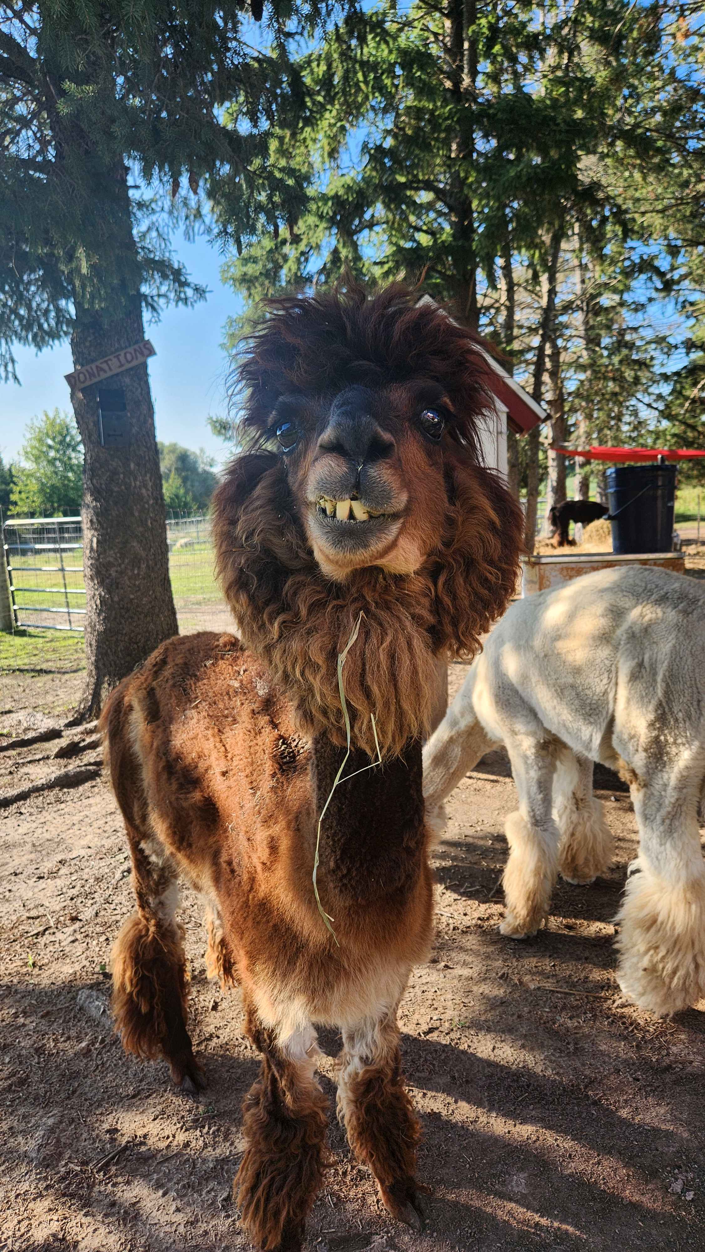 Evergreen Oasis Farm