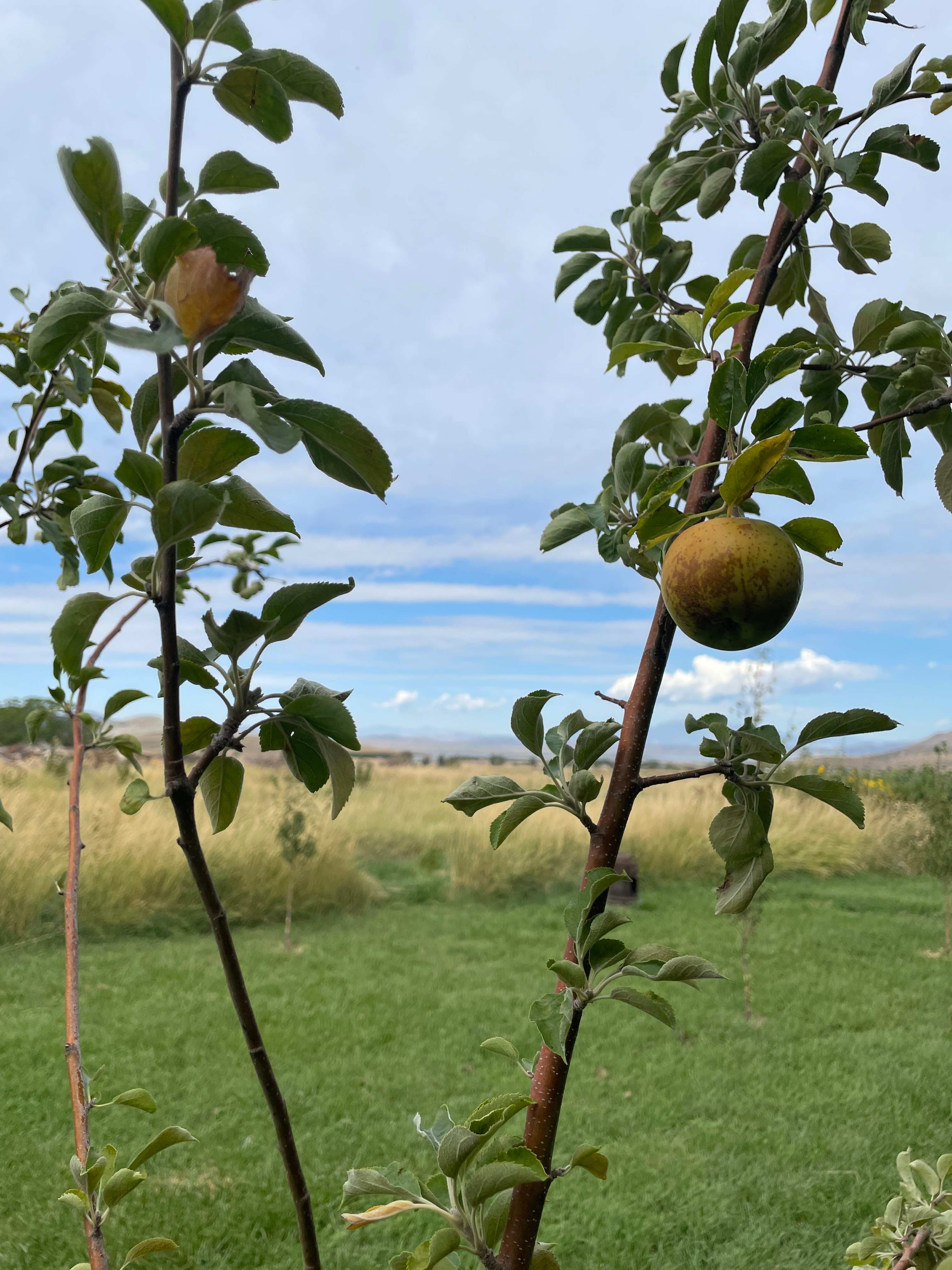 The Rockin Robbins Ranch