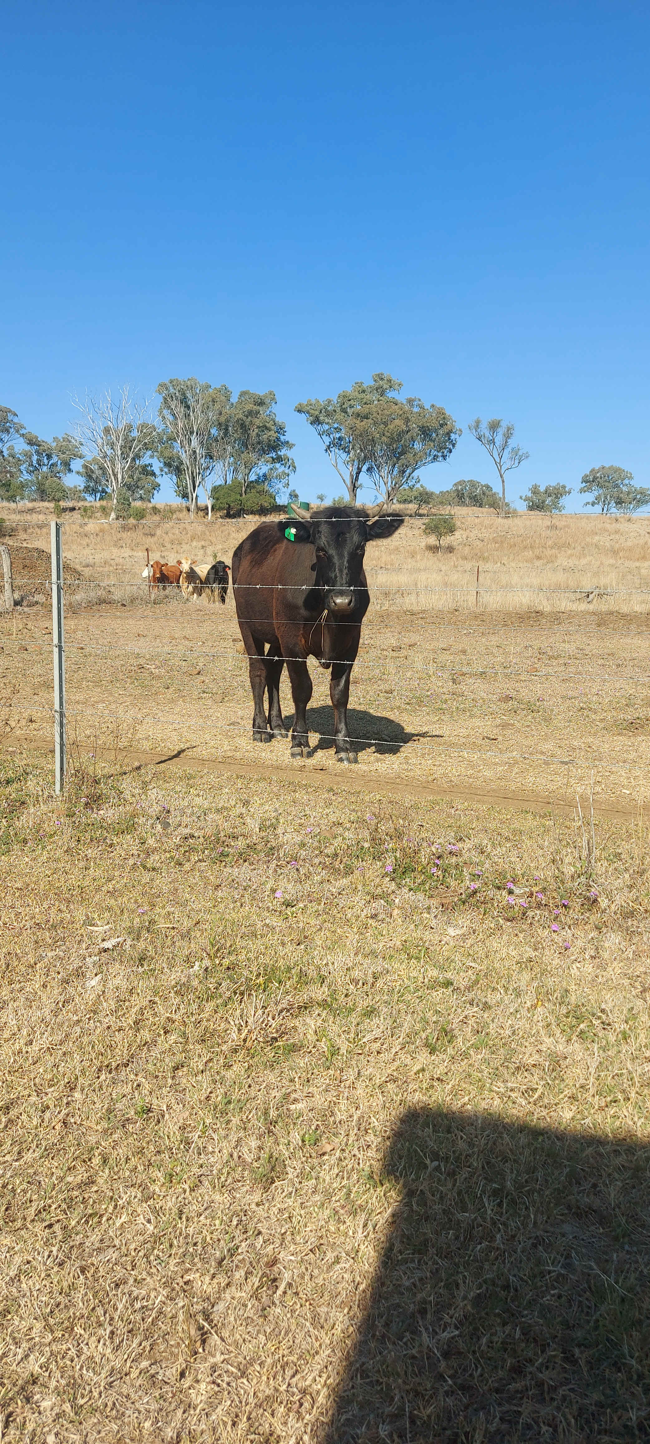 Bunya Mountains View