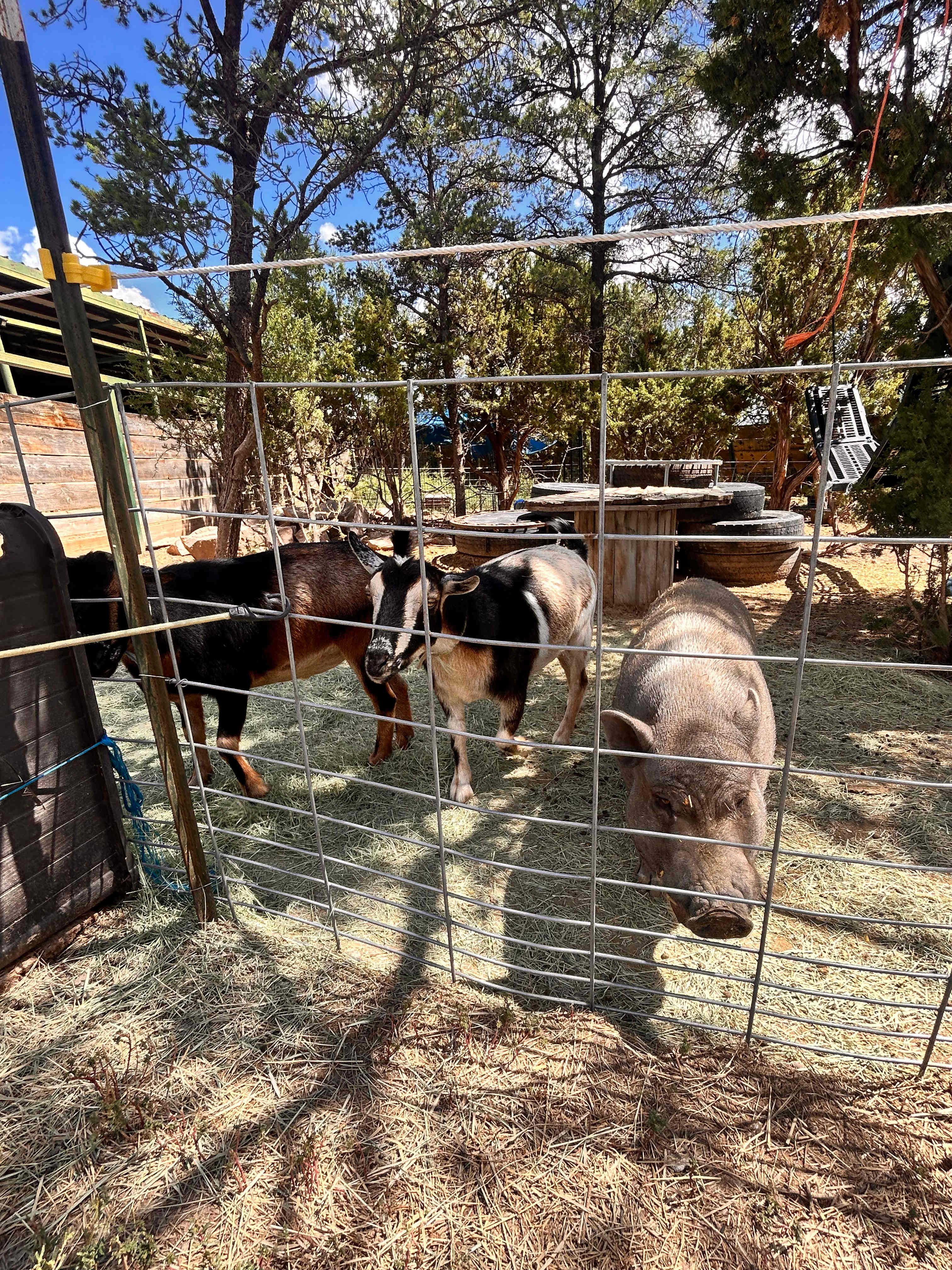 Mountain View Camping