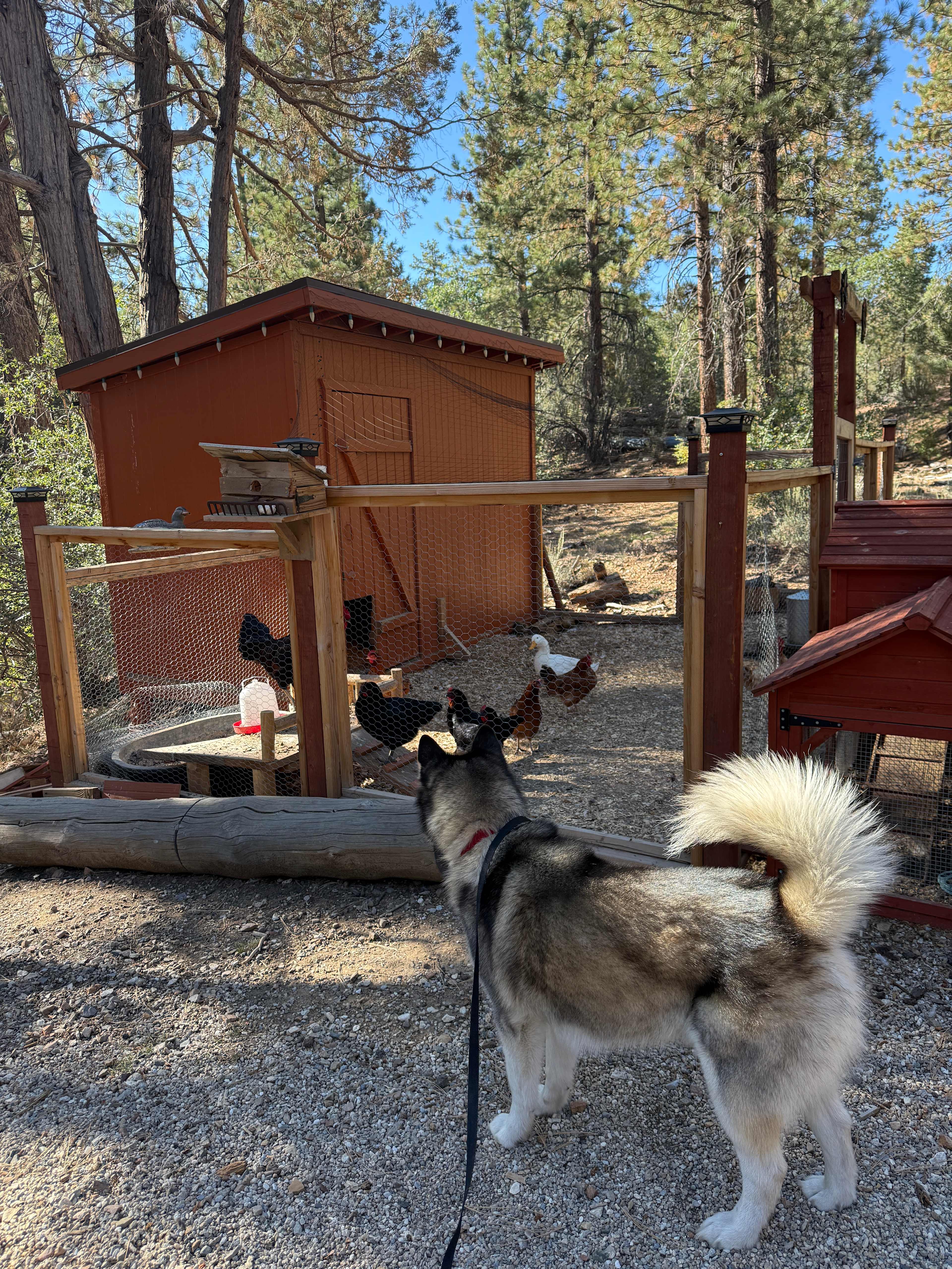 Bear Hollow Camp Site