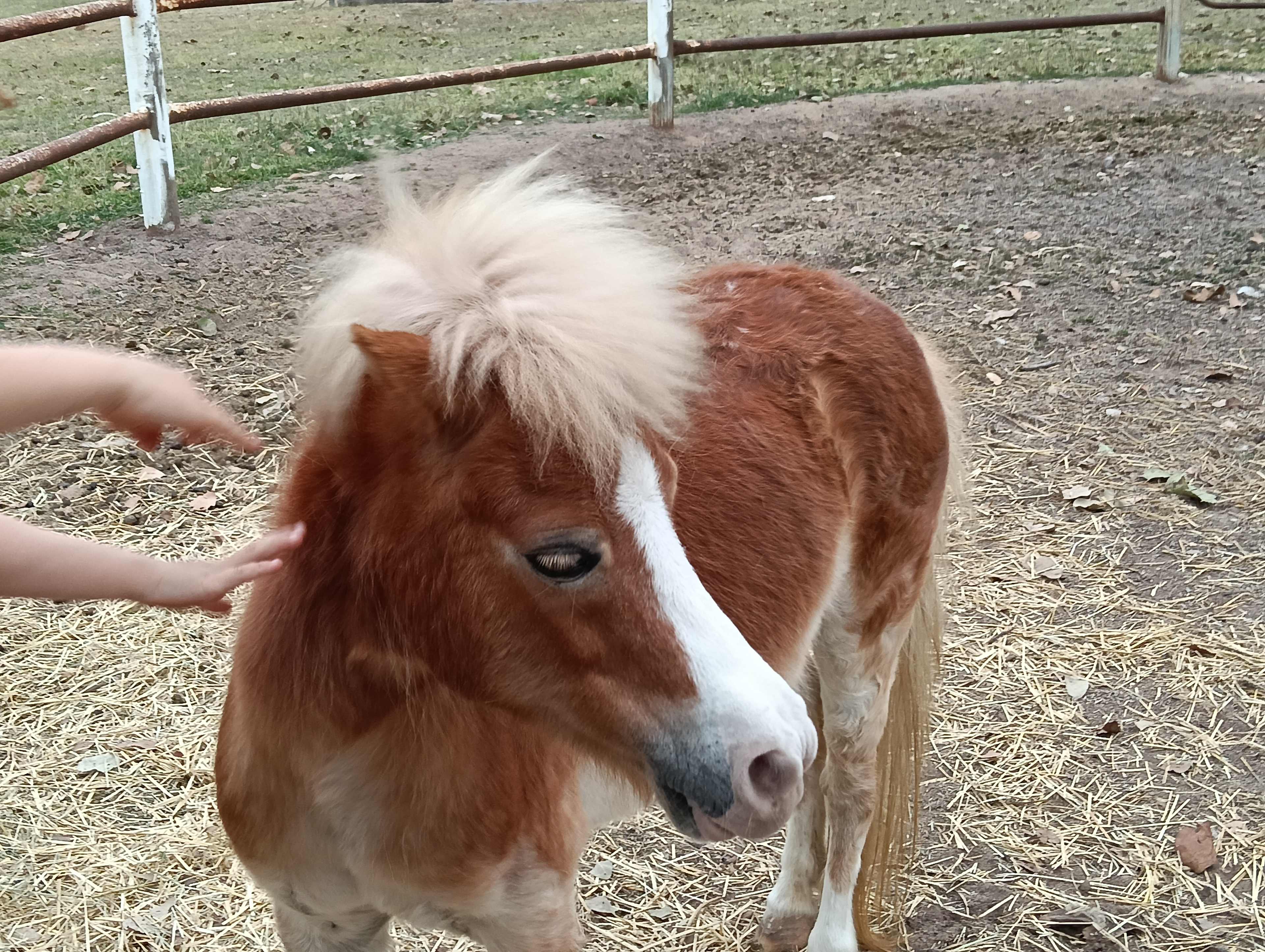 Mountview Farm Stay and Poodles