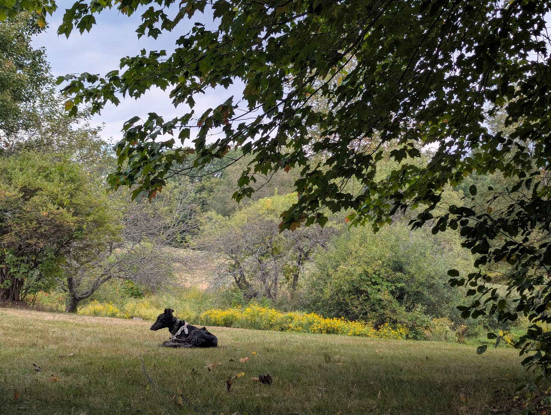 The Moose Caboose Country Farm