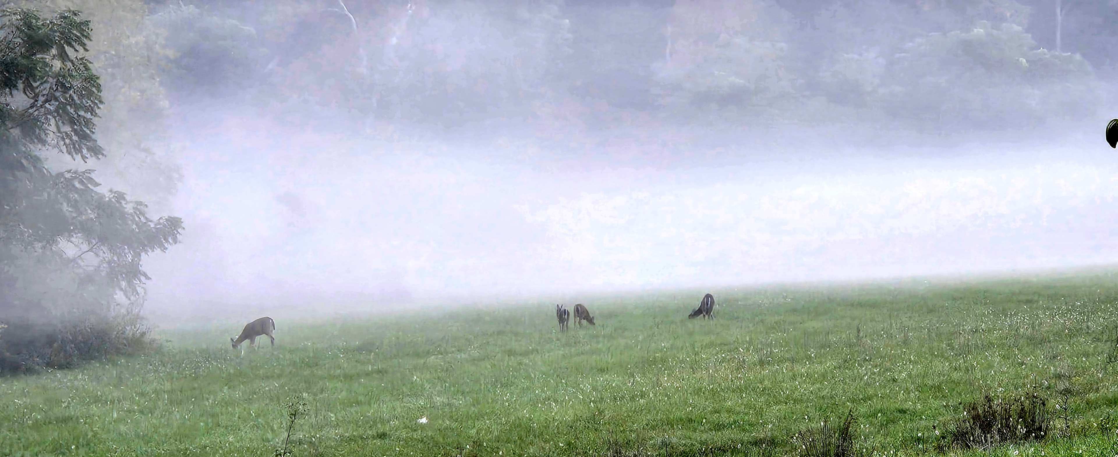 Tons of wildlife in the morning