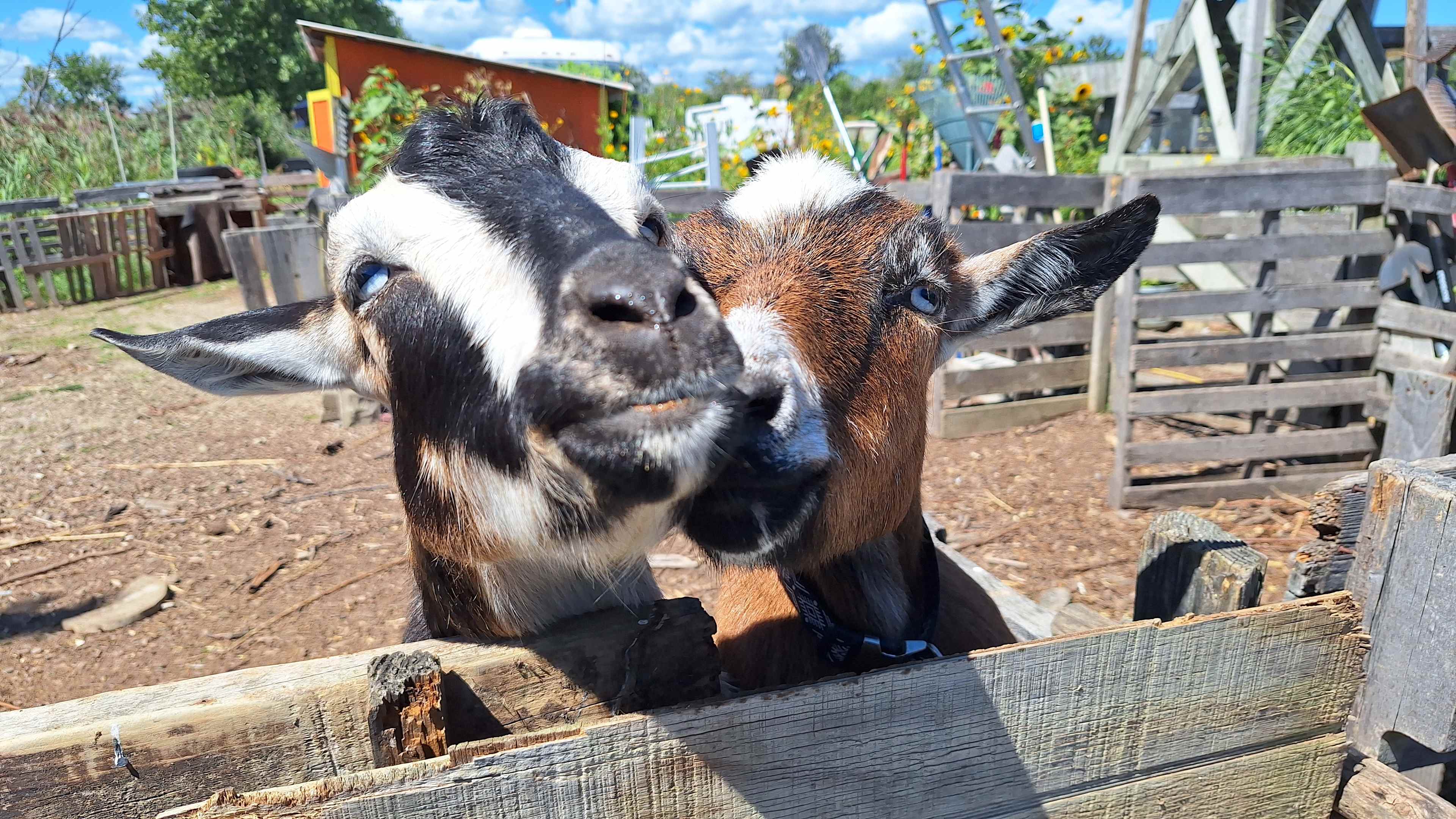 Goats are the best! I want to see them on a paddle board next time!!