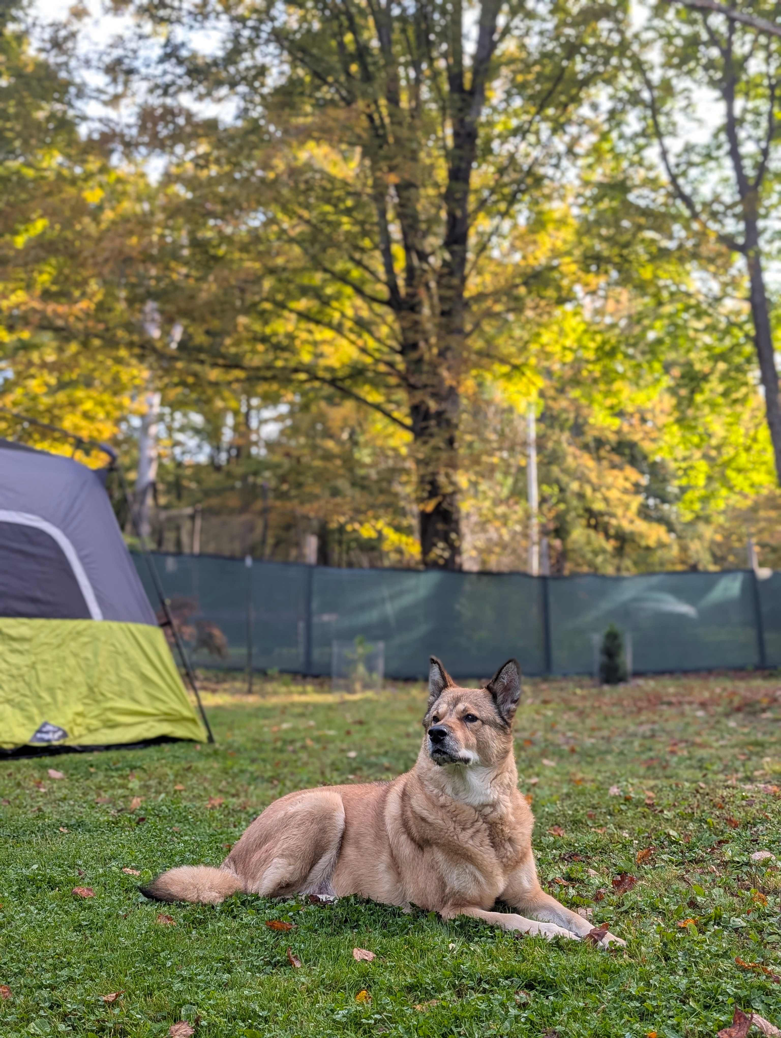 Ralphie thriving while on guard