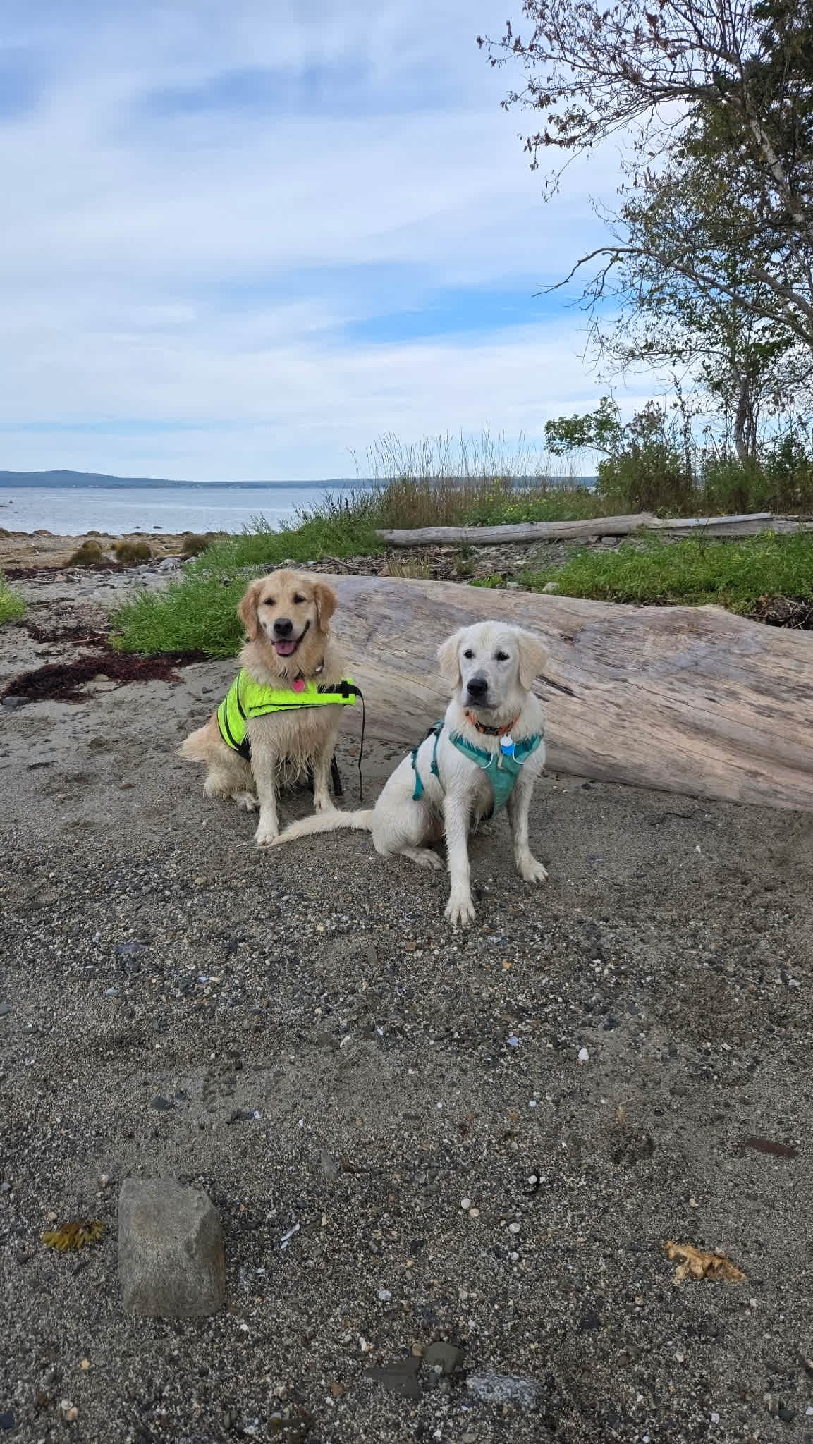 Dogs on part of beach that is accessed through path from camp 