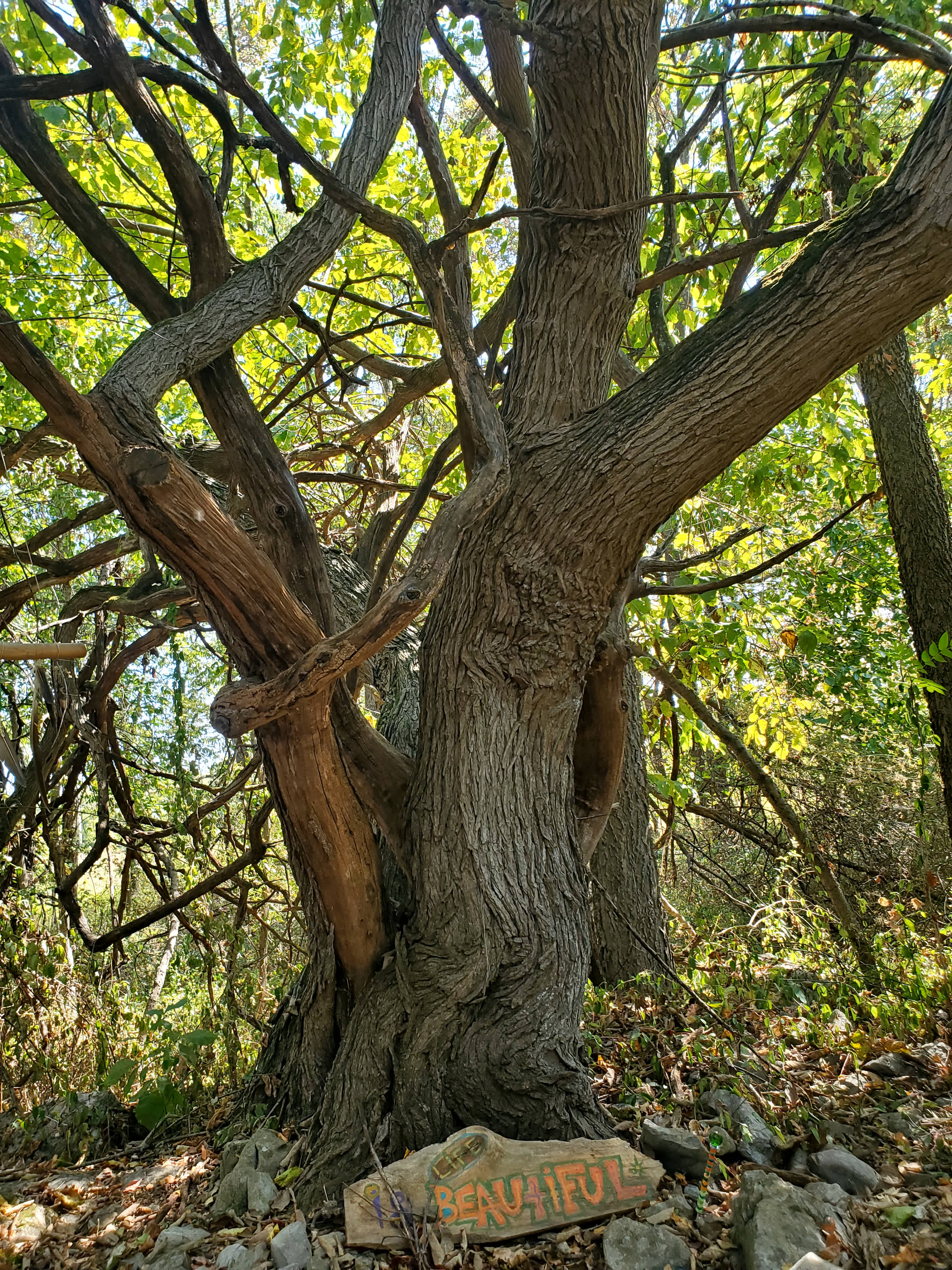 Sacred Roots Herbal Sanctuary