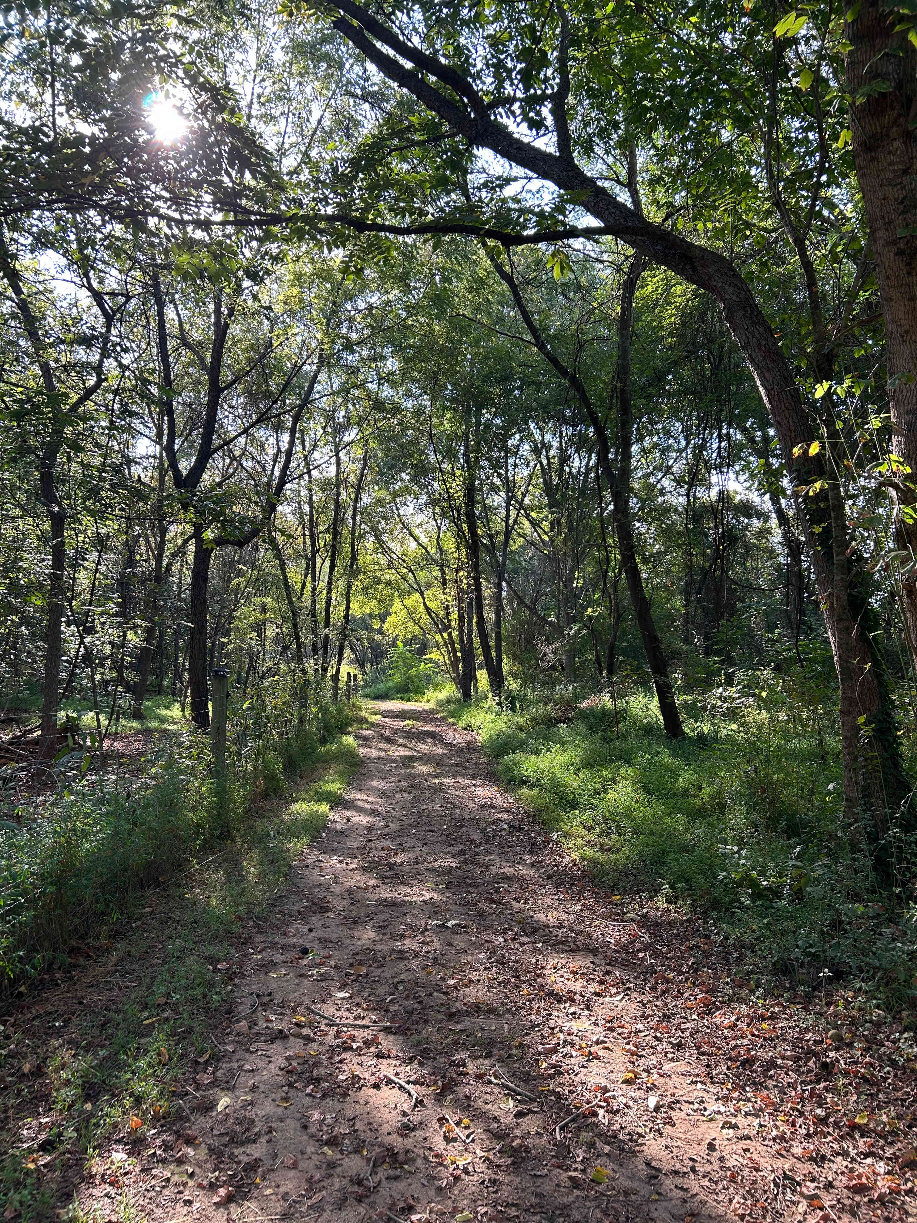 The Dancing Pig On Abbotts Creek