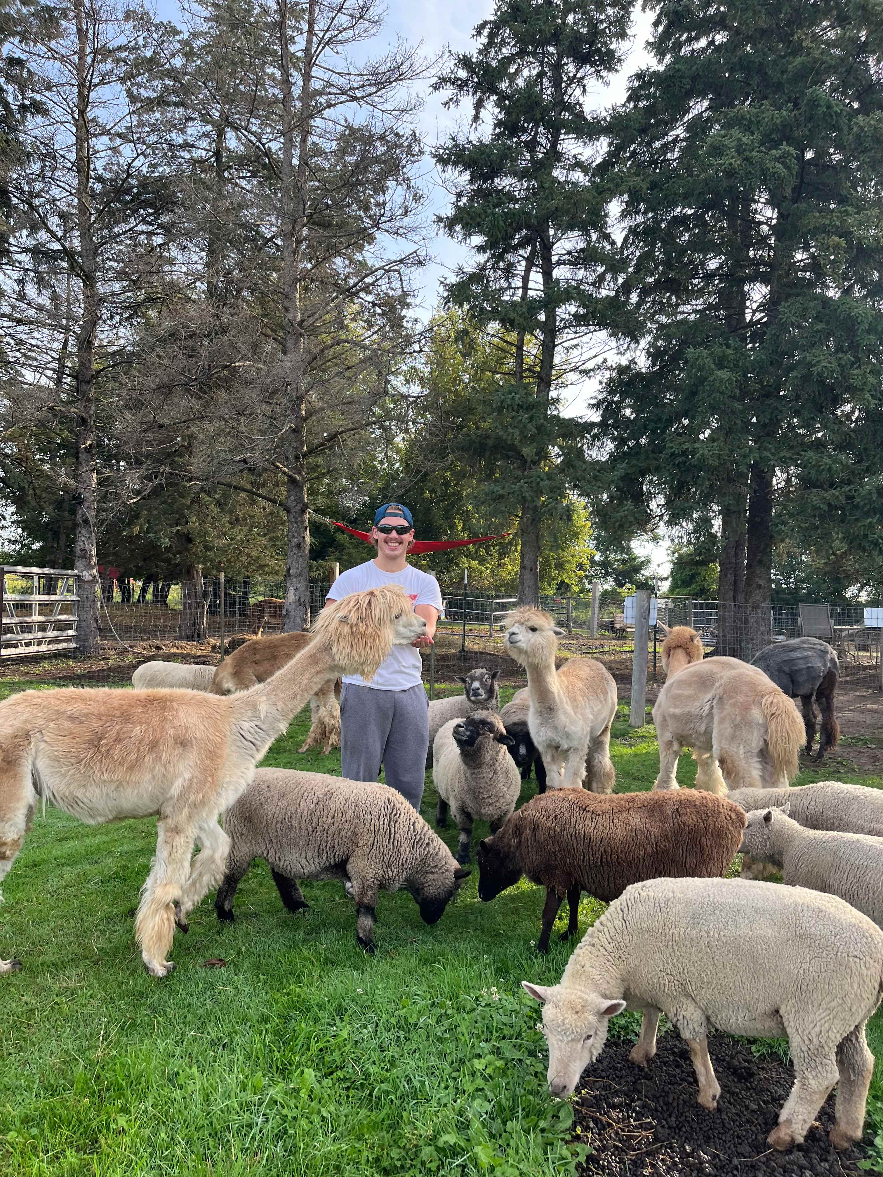 Evergreen Oasis Farm