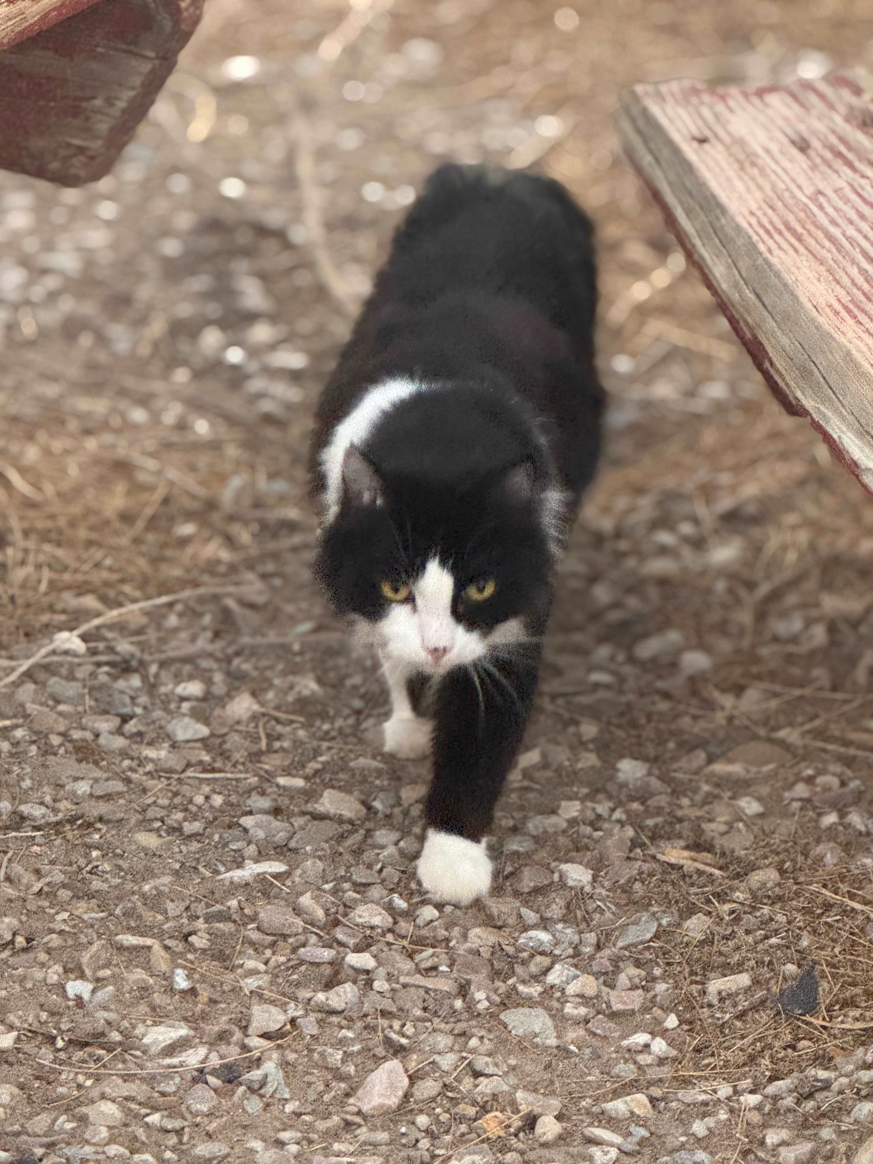 Miss Kathy's Short Branch