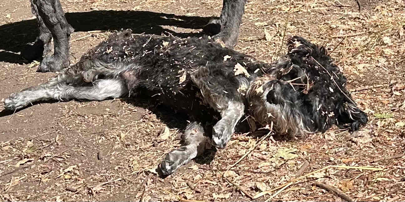 Secluded Maple Creek River bottoms