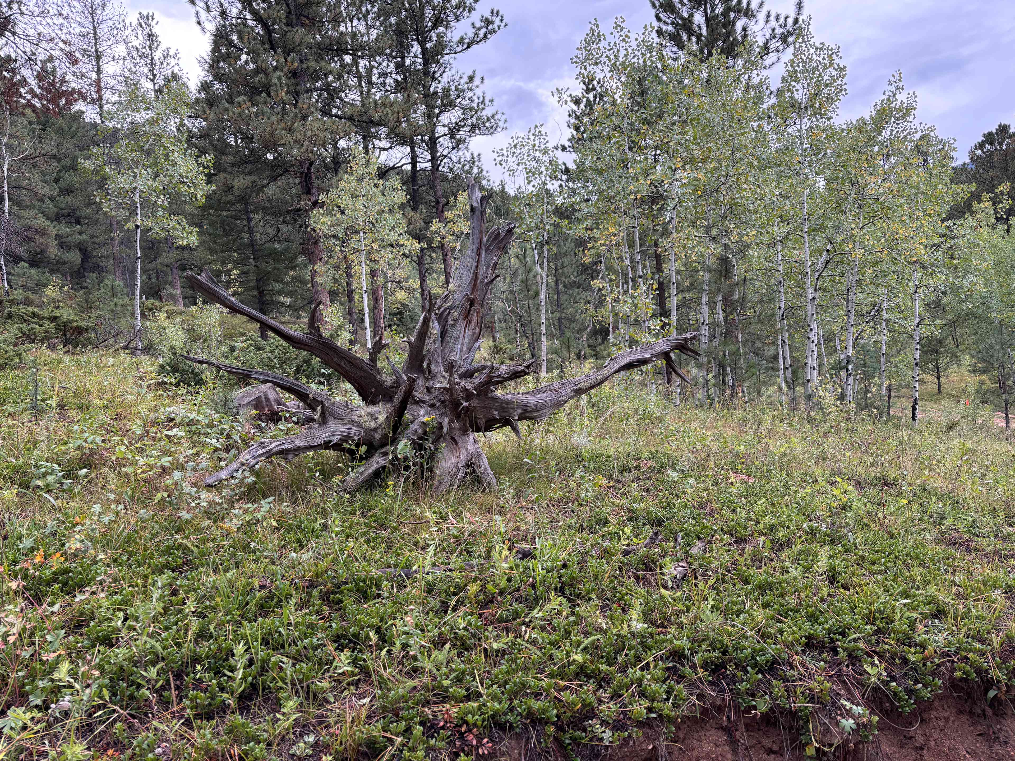 Rustic Creek Ranch