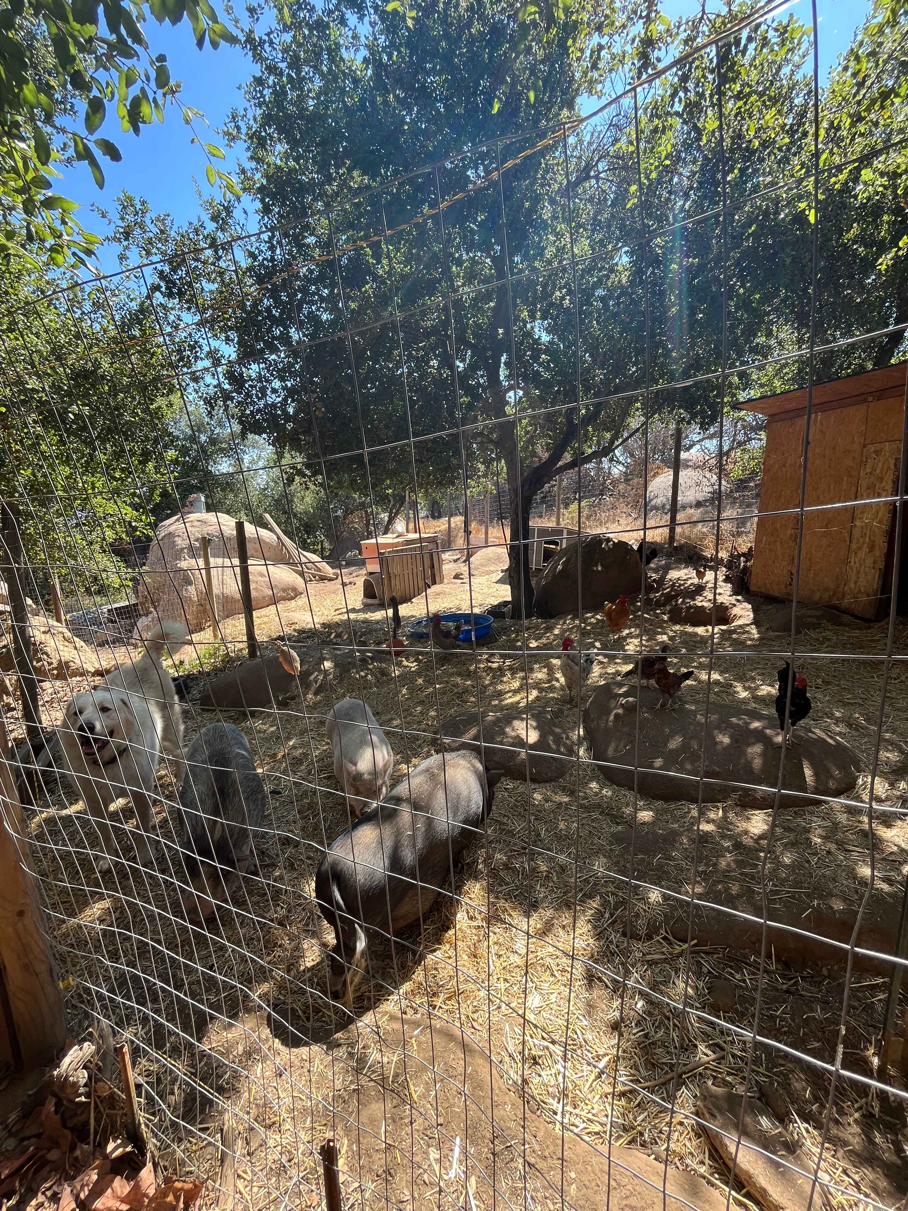 Zephyr Mountain Avocado Grove