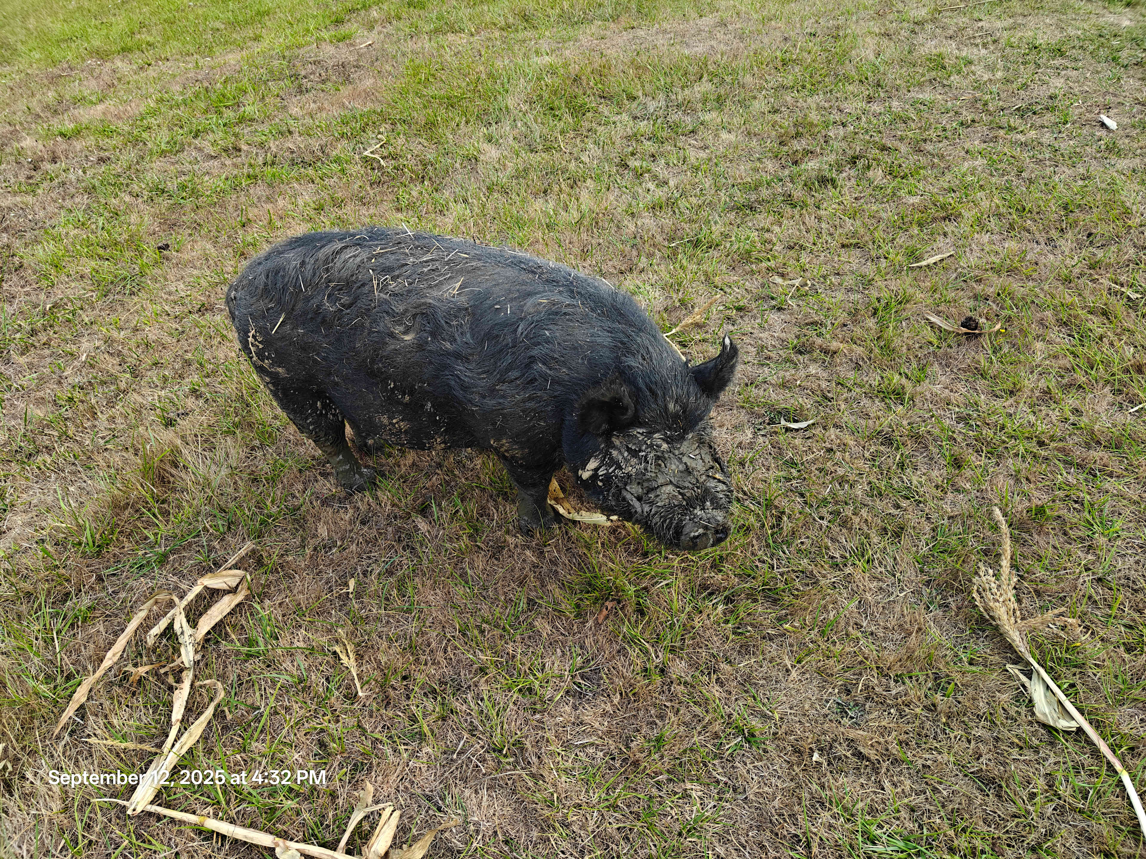 Friendliest yard pig