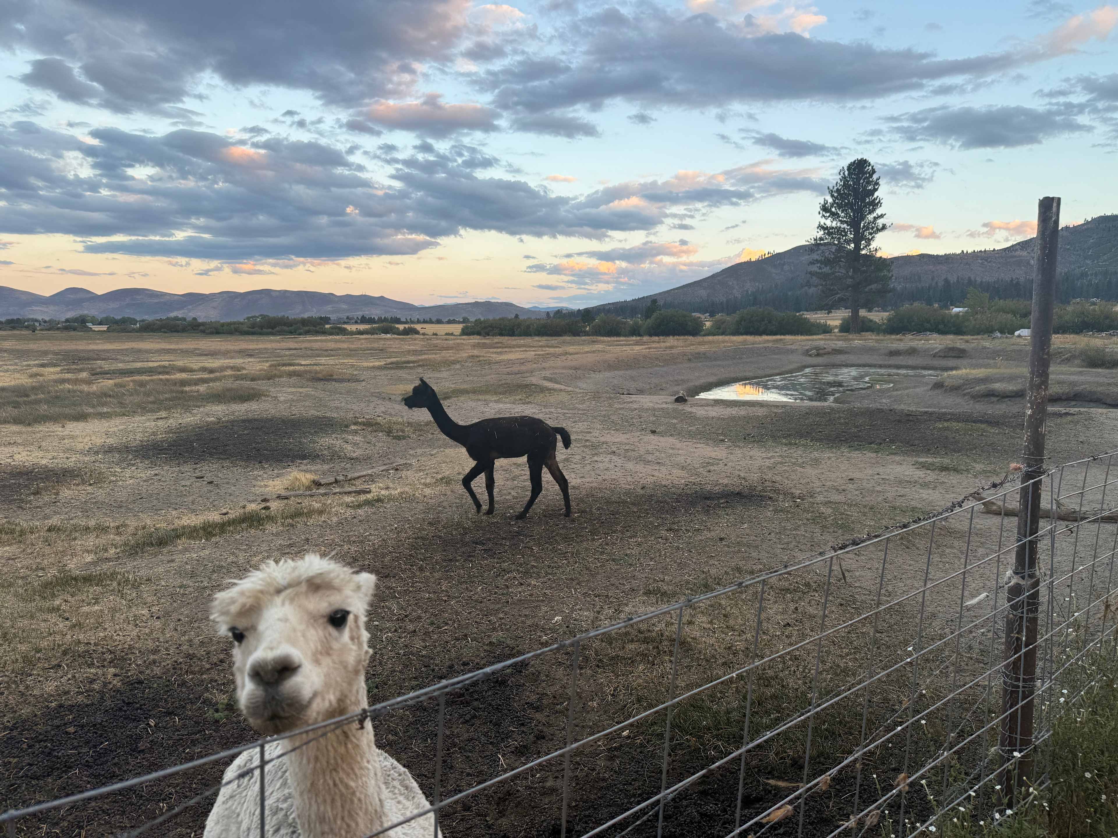 L.Davis Ranch and Olde LYFE Alpacas