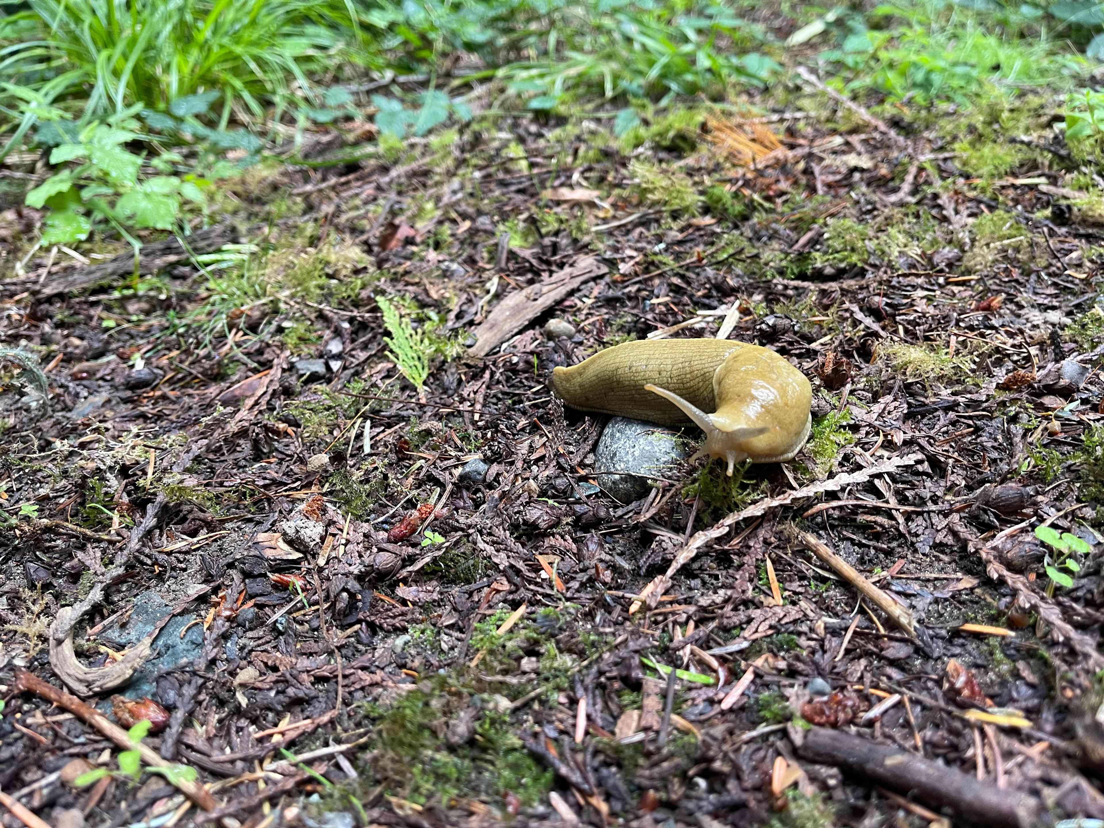 The Last Of The Wonder Woods