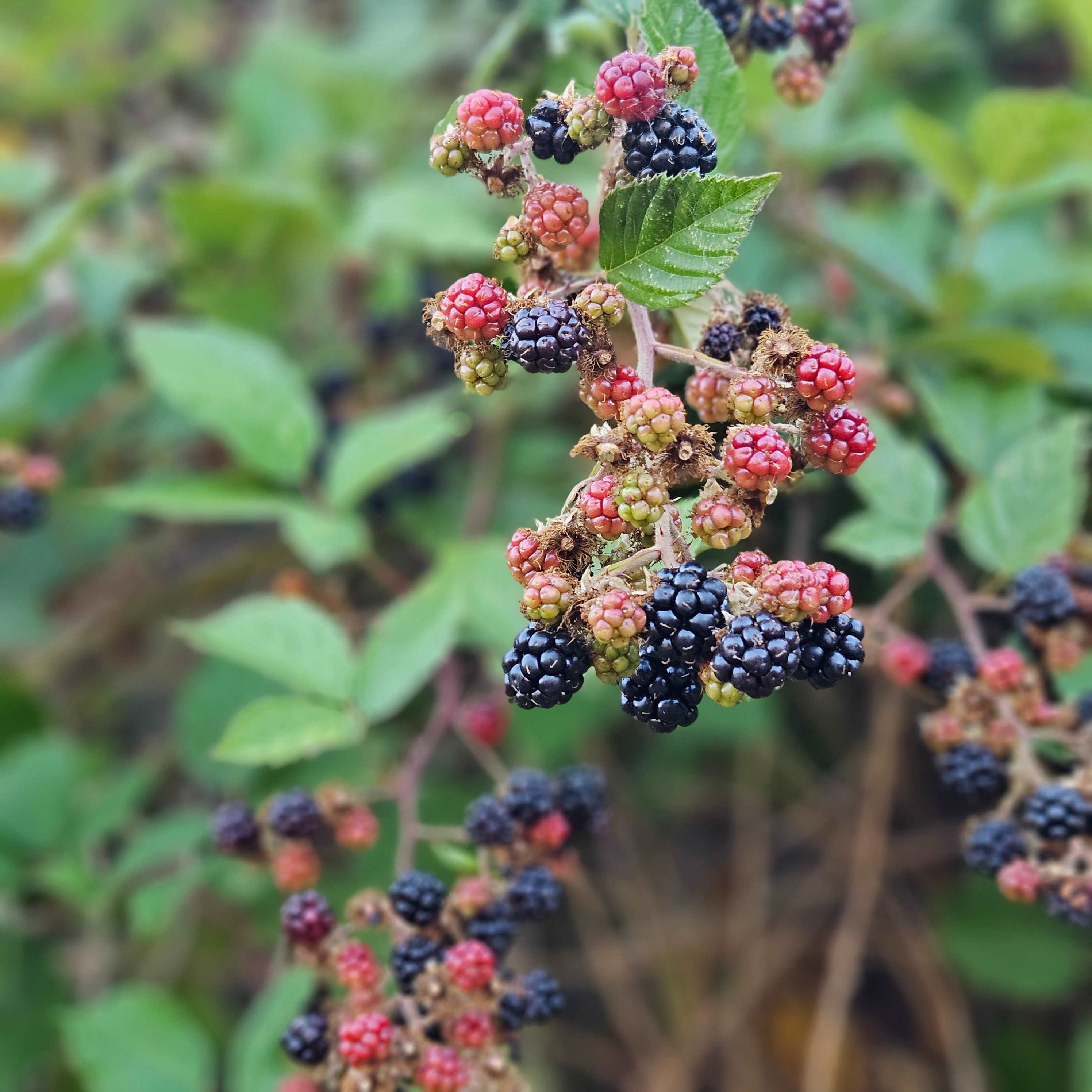 River Ranch Campground