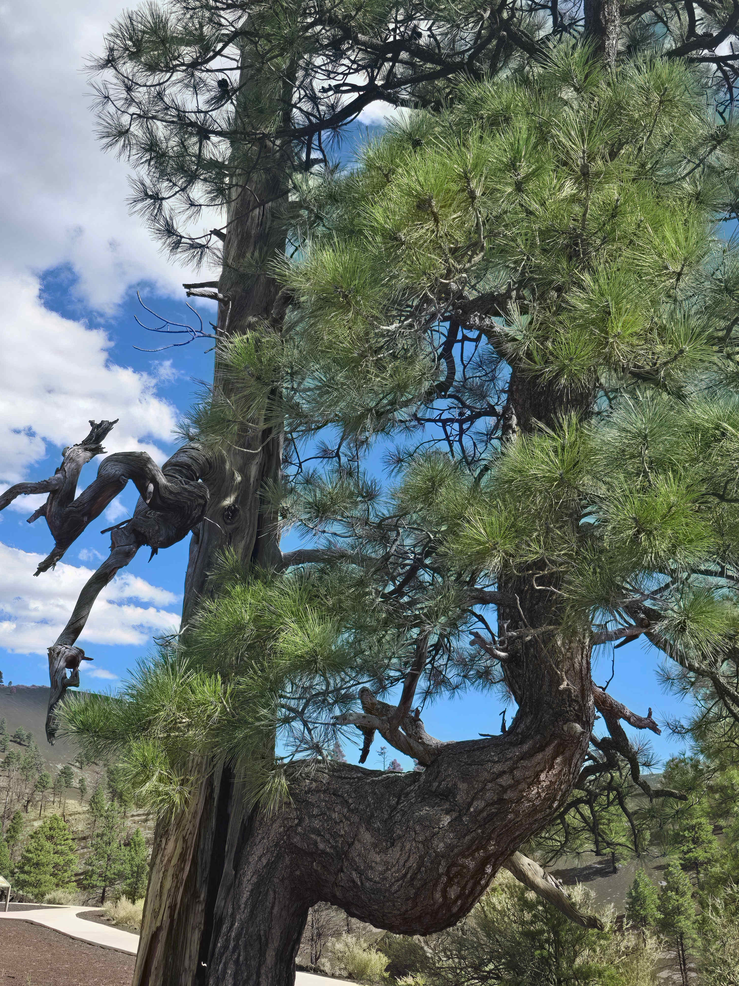 Grand Canyon Oasis High Desert Camp