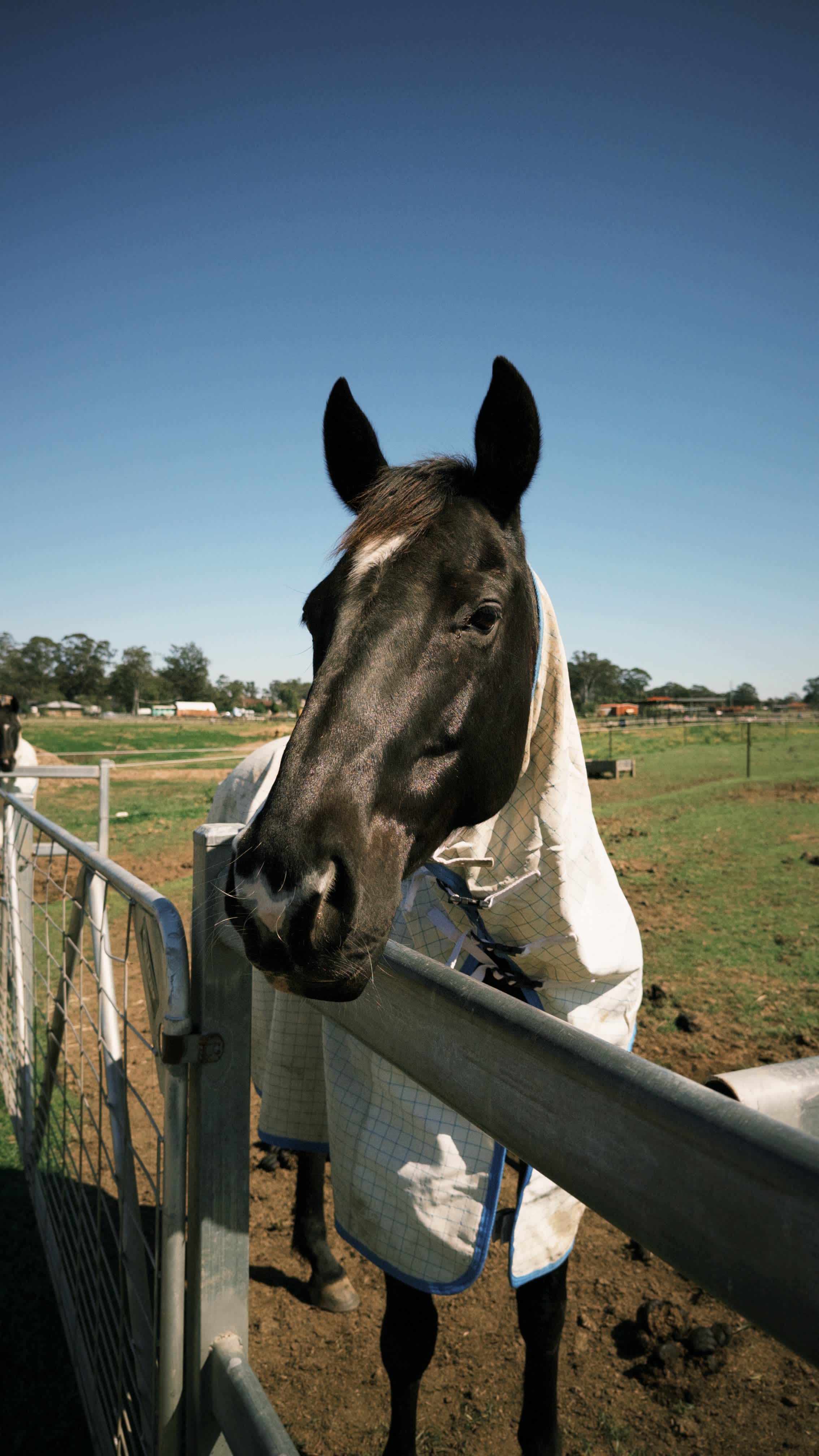 Peppertree Pony Camp
