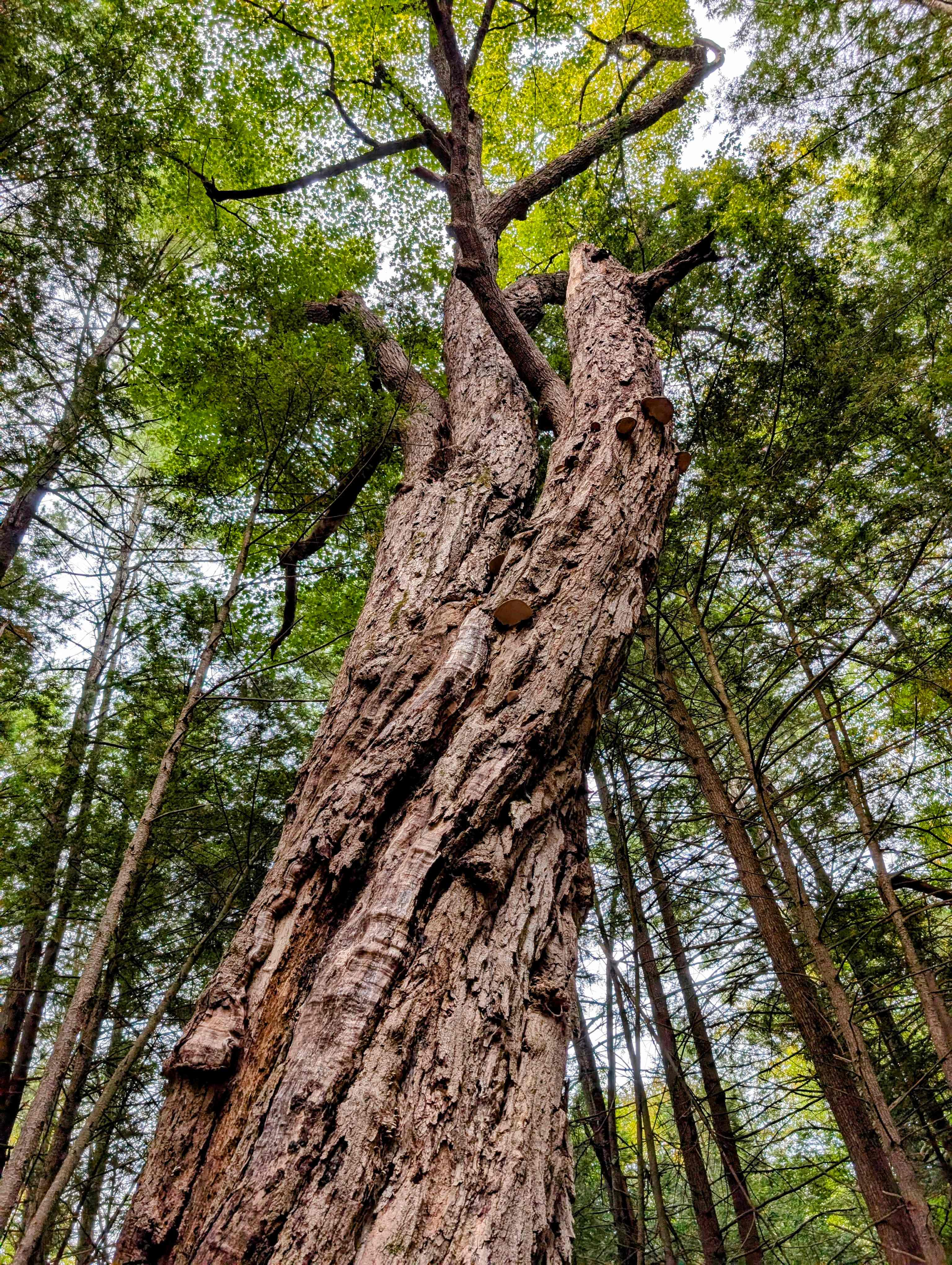 Really HUGE old tree up the hill a ways