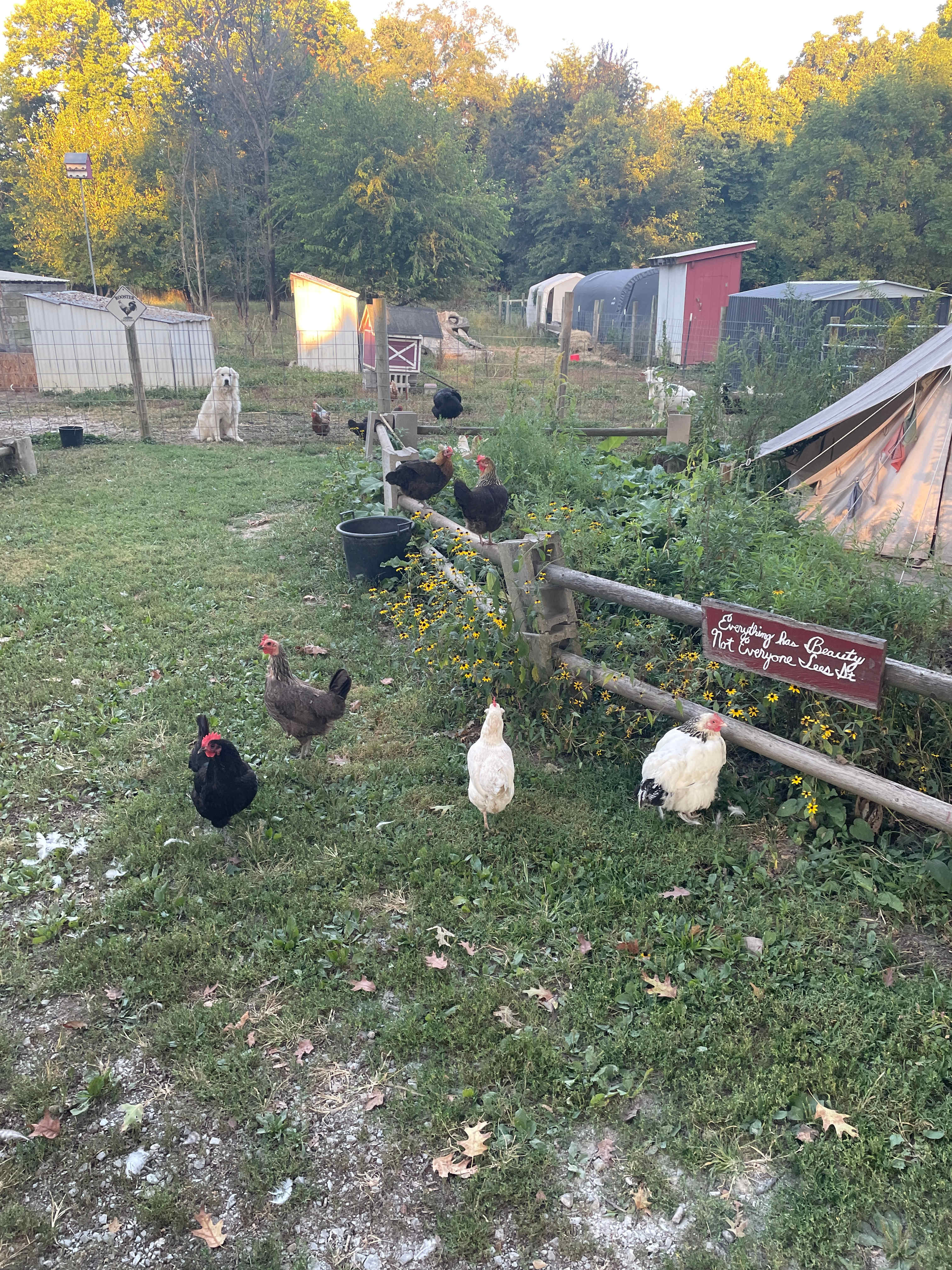 Gotta love the little raptor ladies! Dog, goats and someone’s yurt