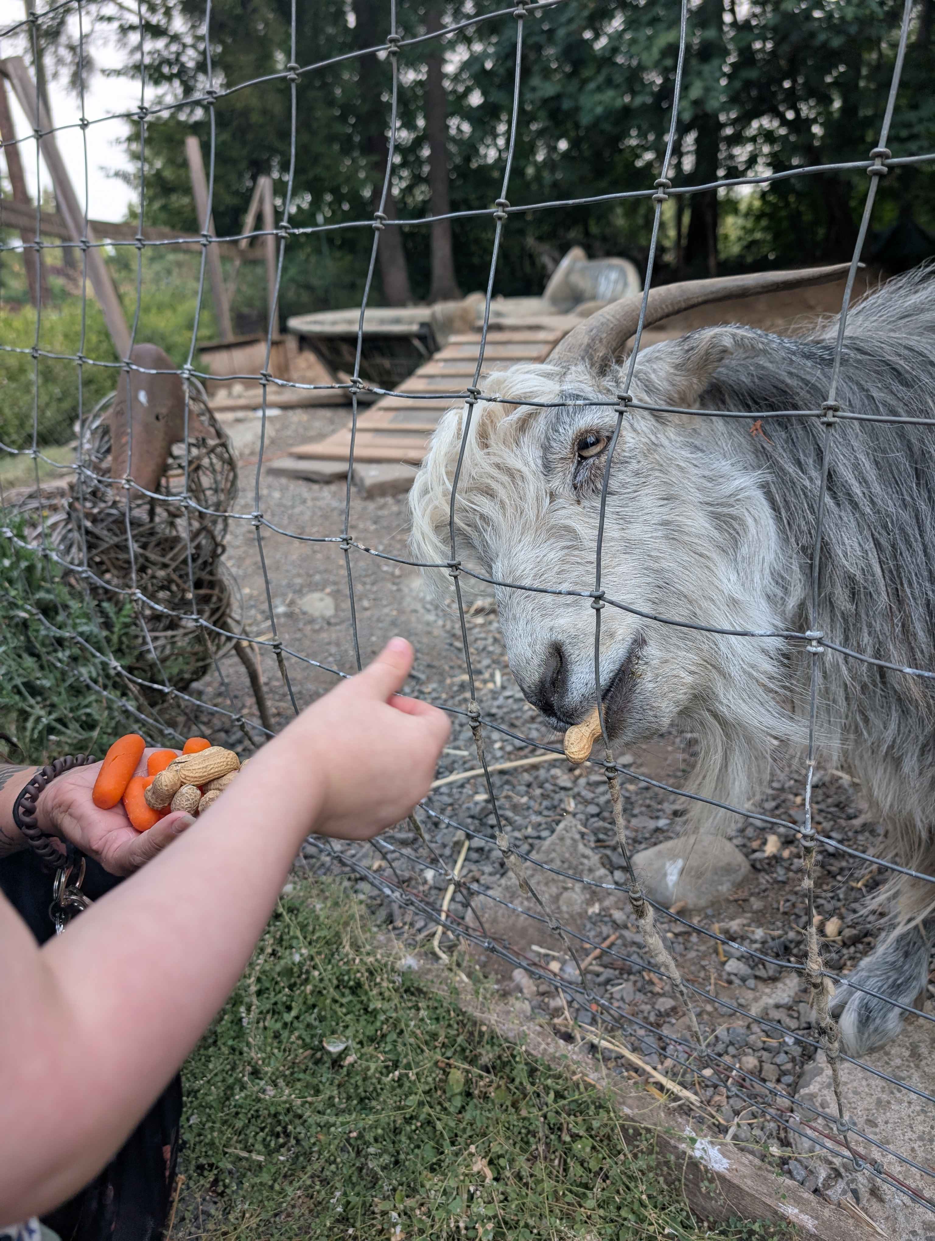 Ollie getting some 🥜