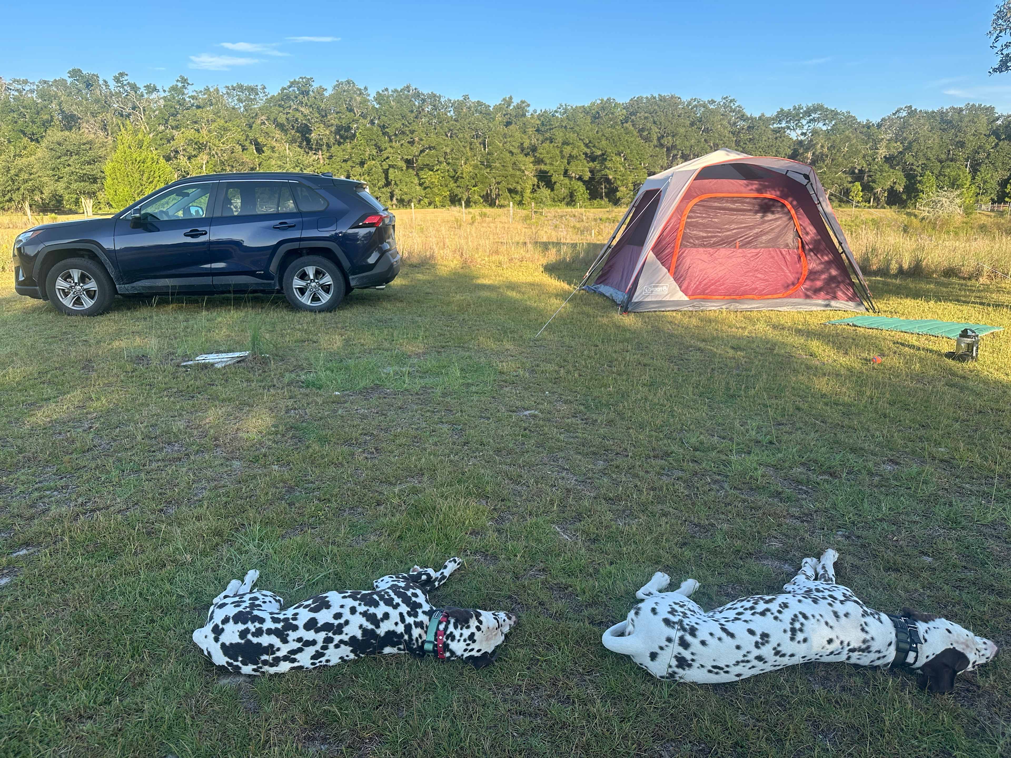 Caceres Organic Blueberry Farms