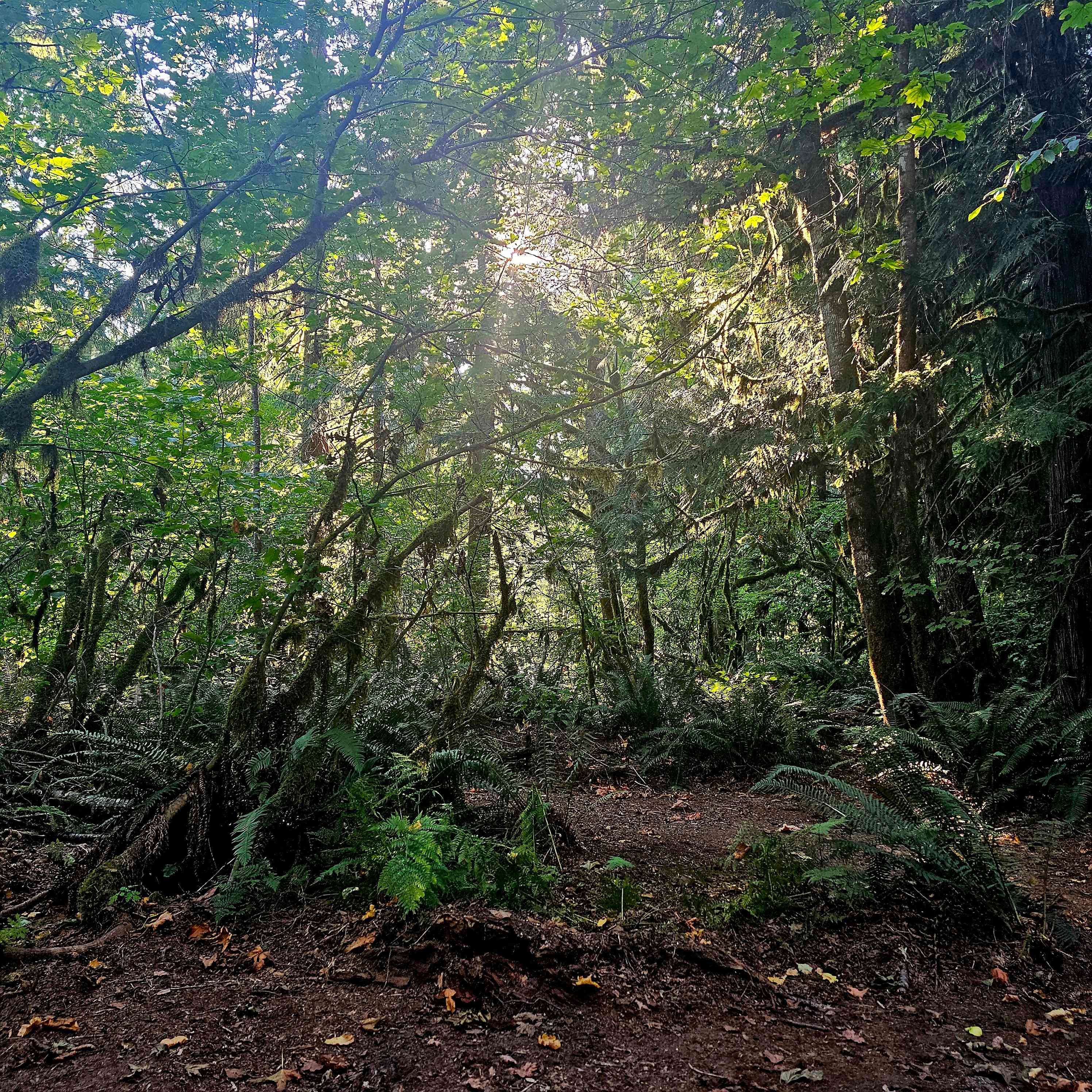 Hideaway cedars campground