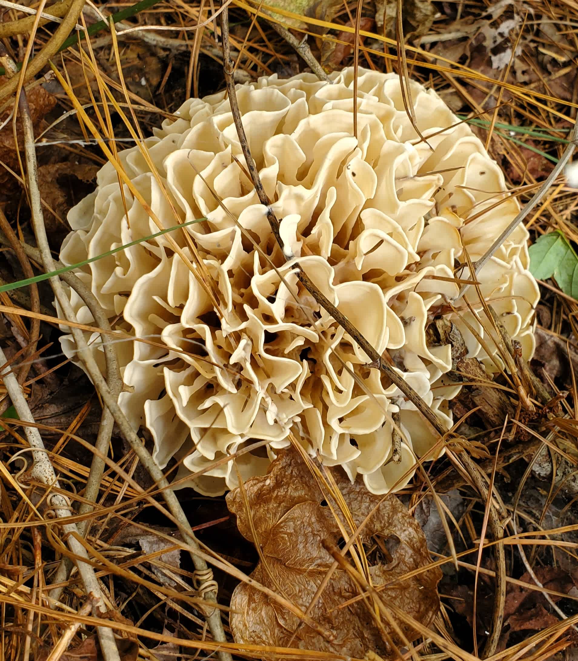 Cauliflower mushroom found behind our camp site