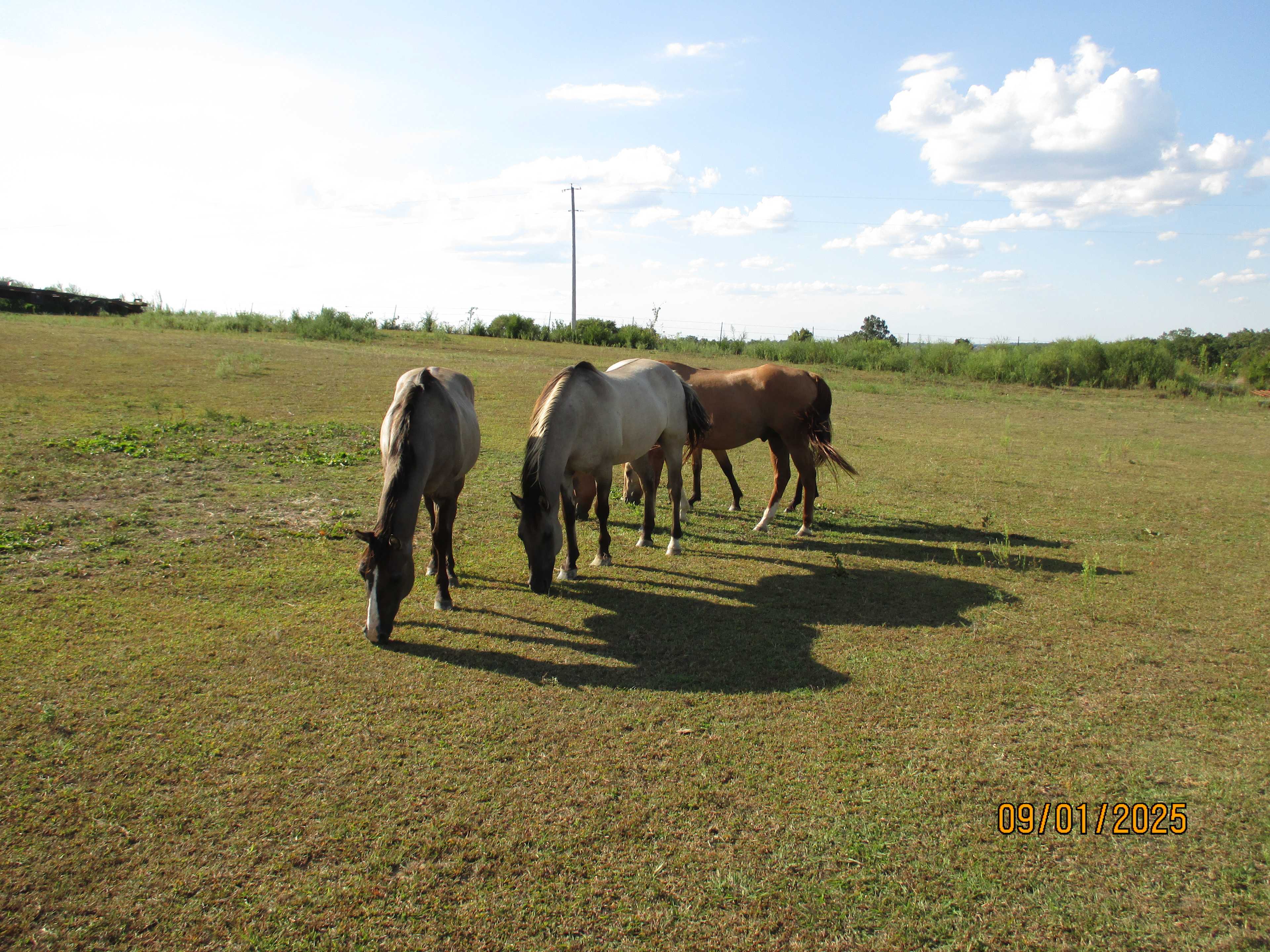 Dragonfly Ranch camping with horses