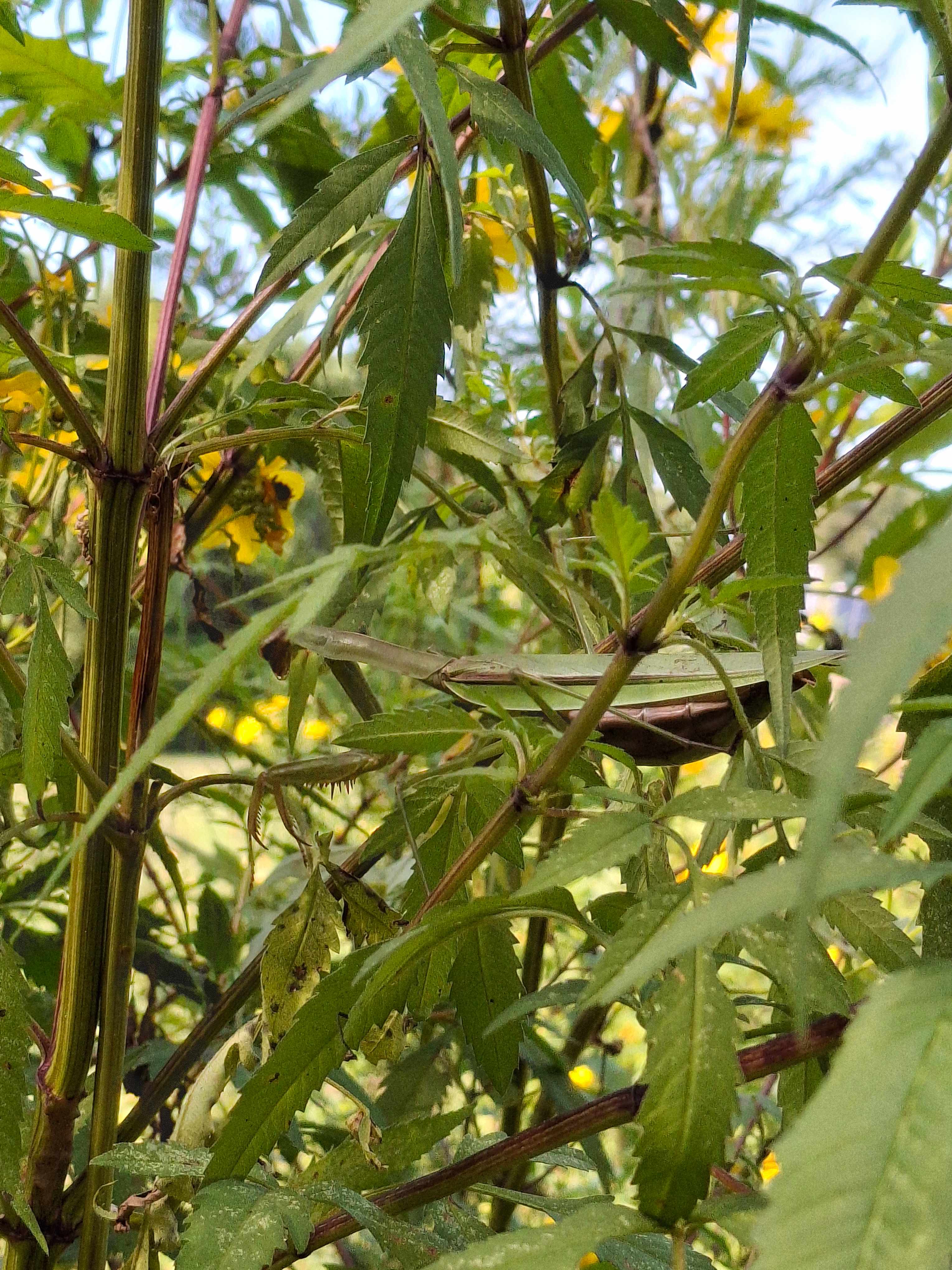 The Guinea Farm, Field, and Forest