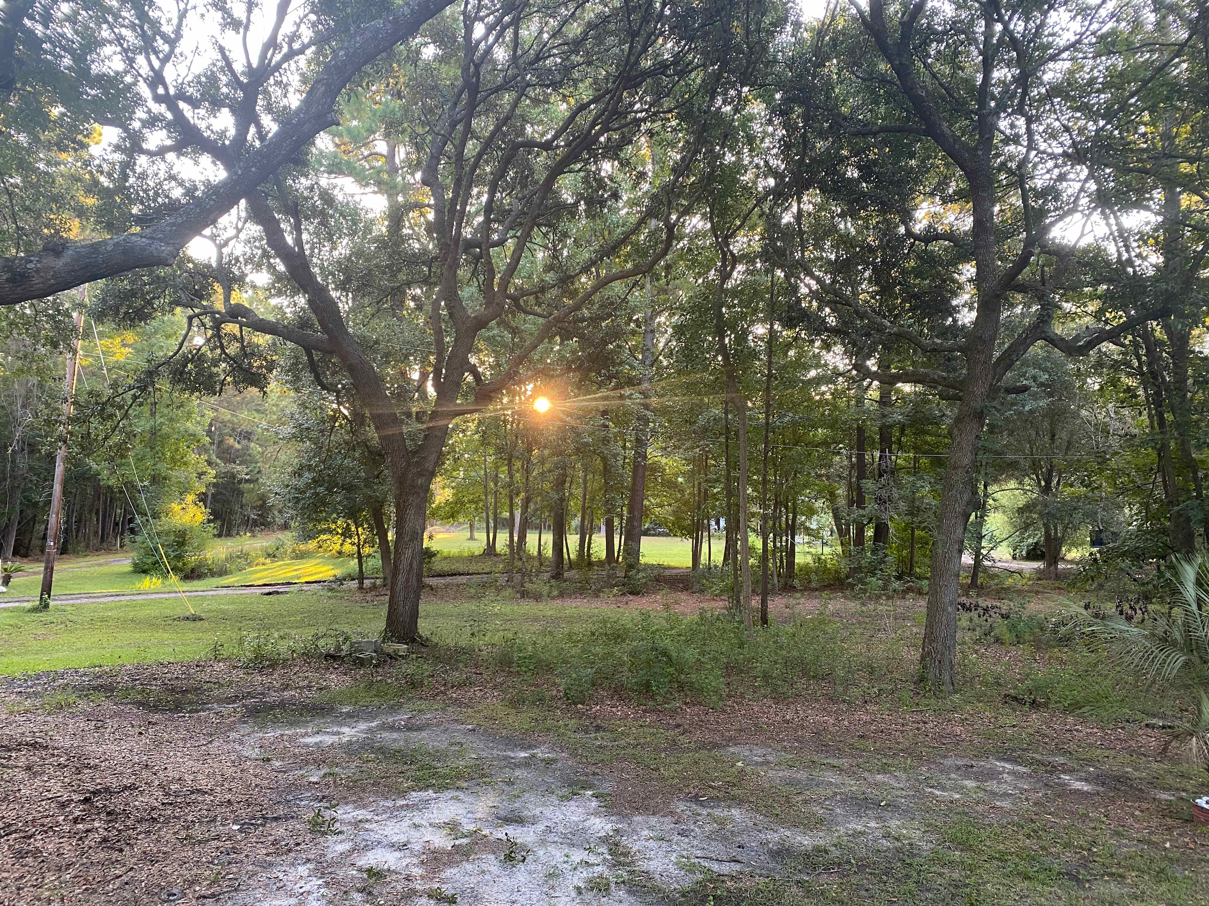 Lowcountry Live Oaks.