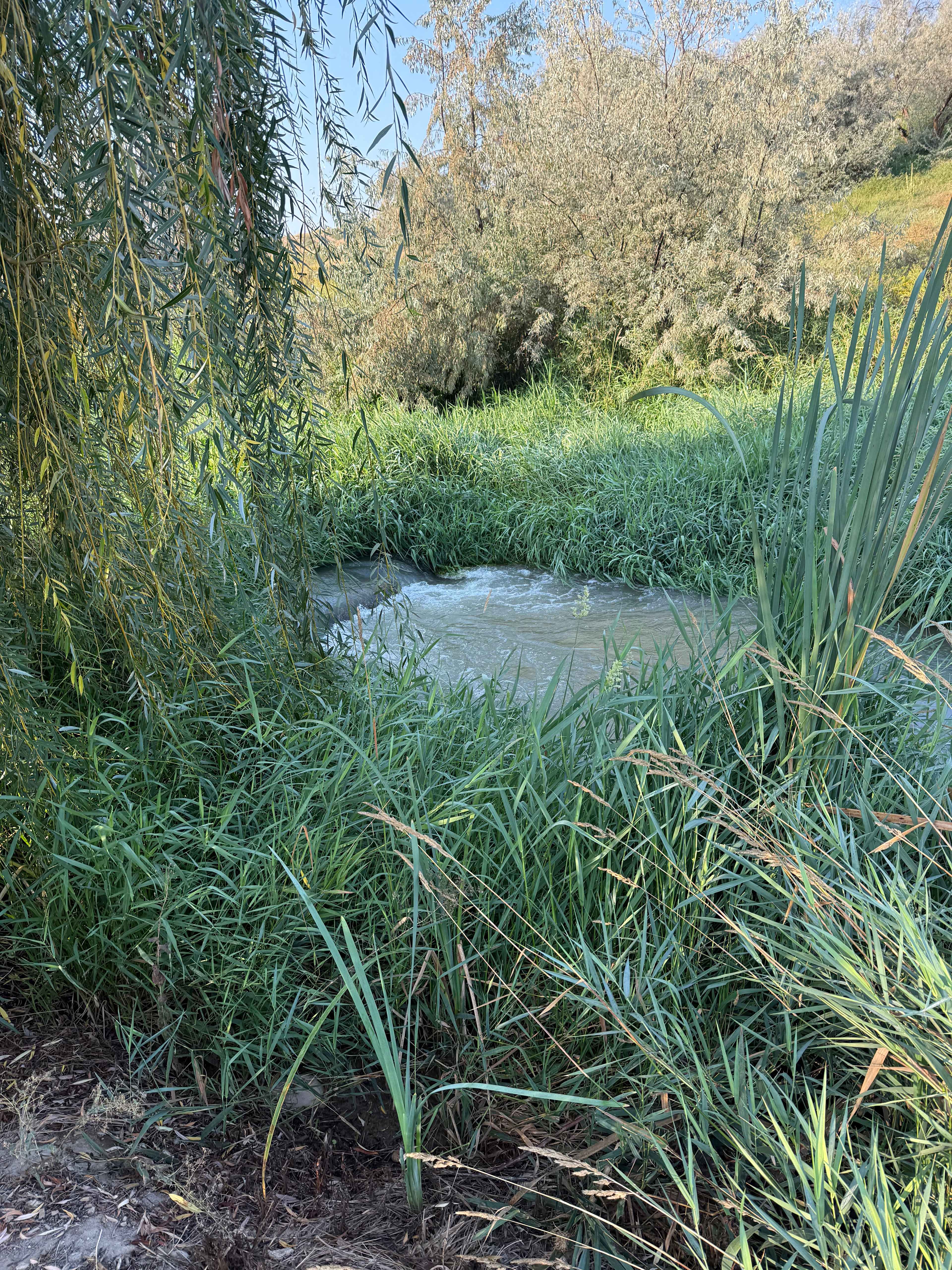 River behind the Willow 