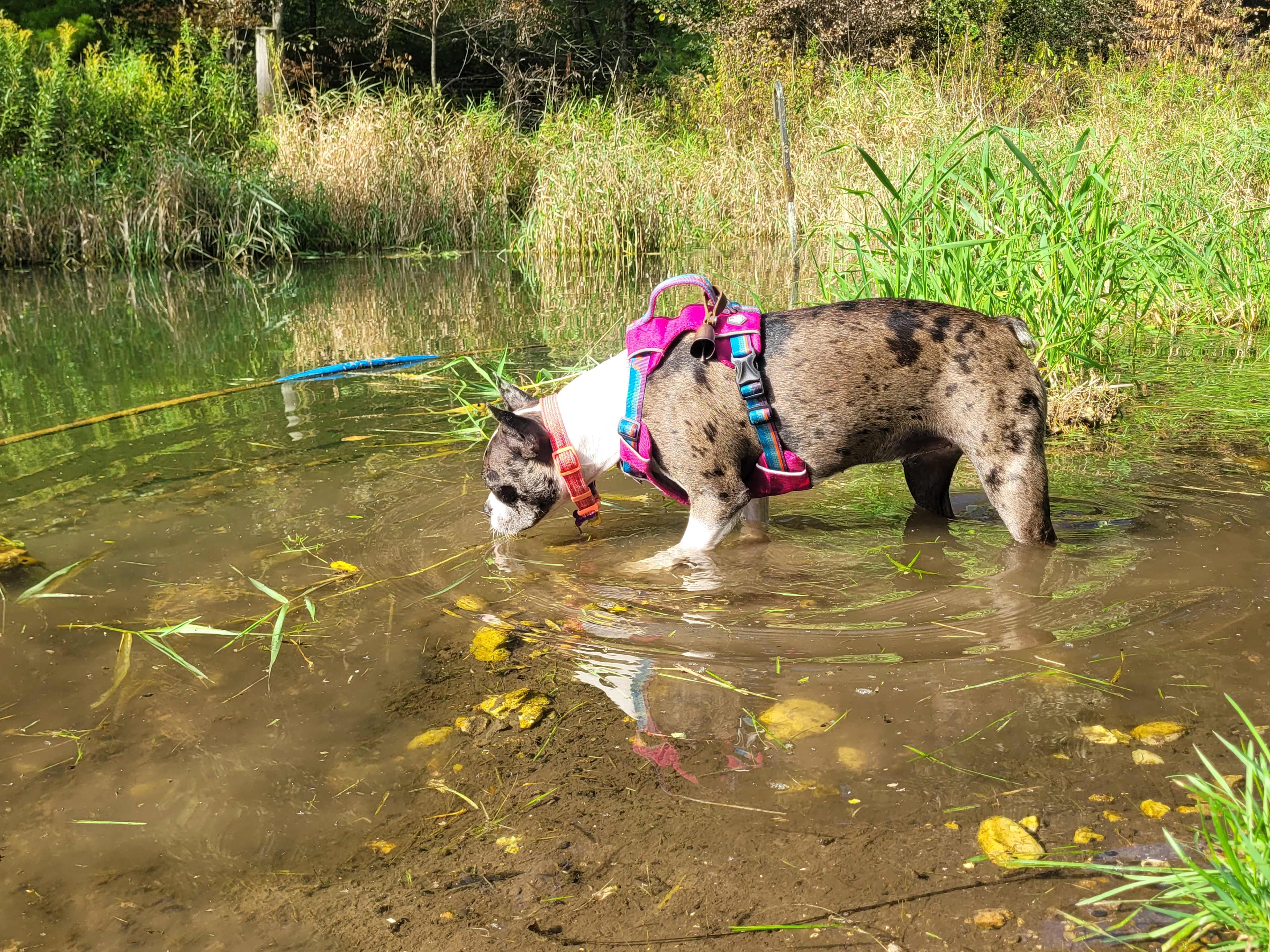 Driftless Haven 125 Acres & Creek