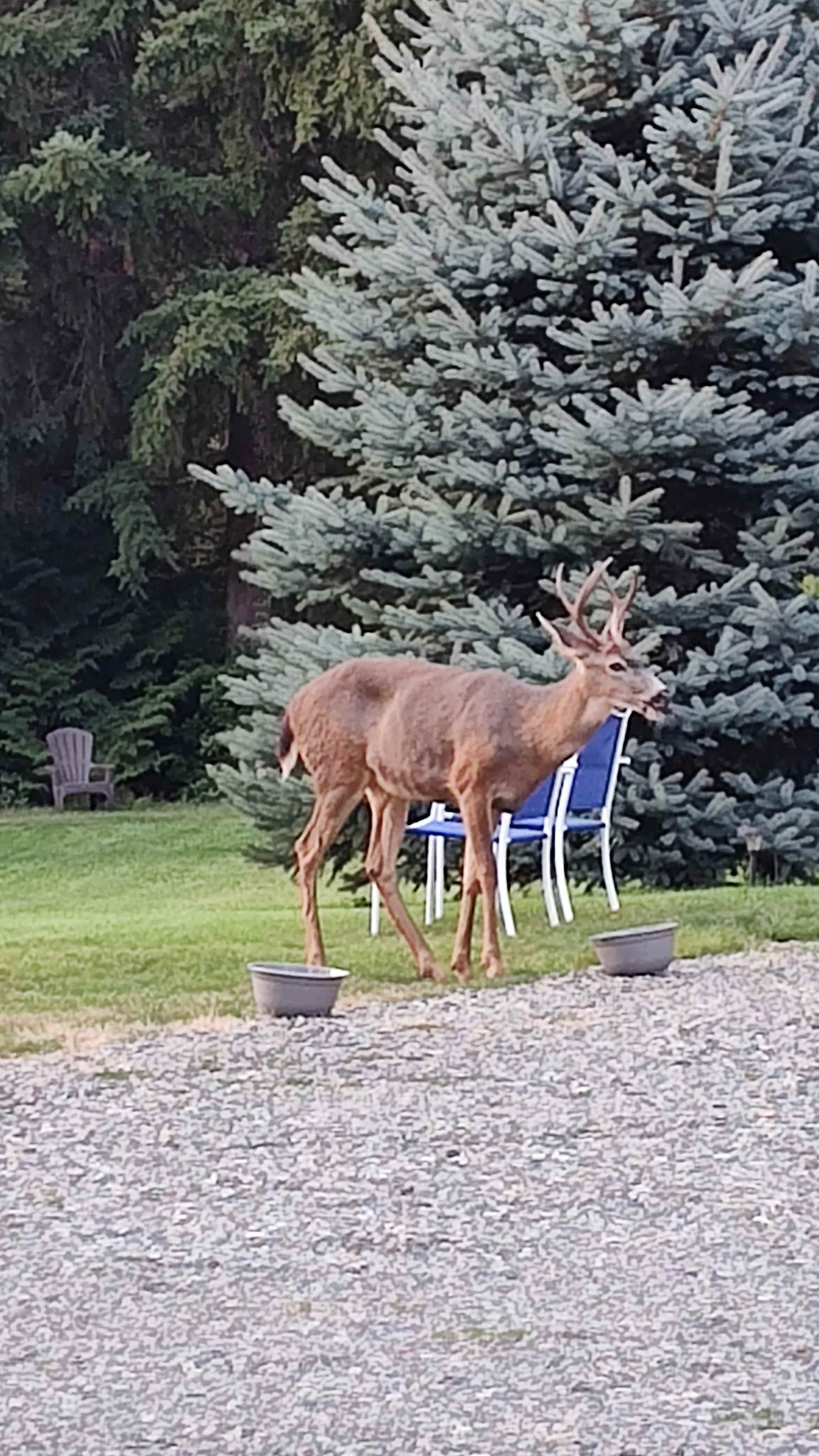 Safe environment even for deers. 