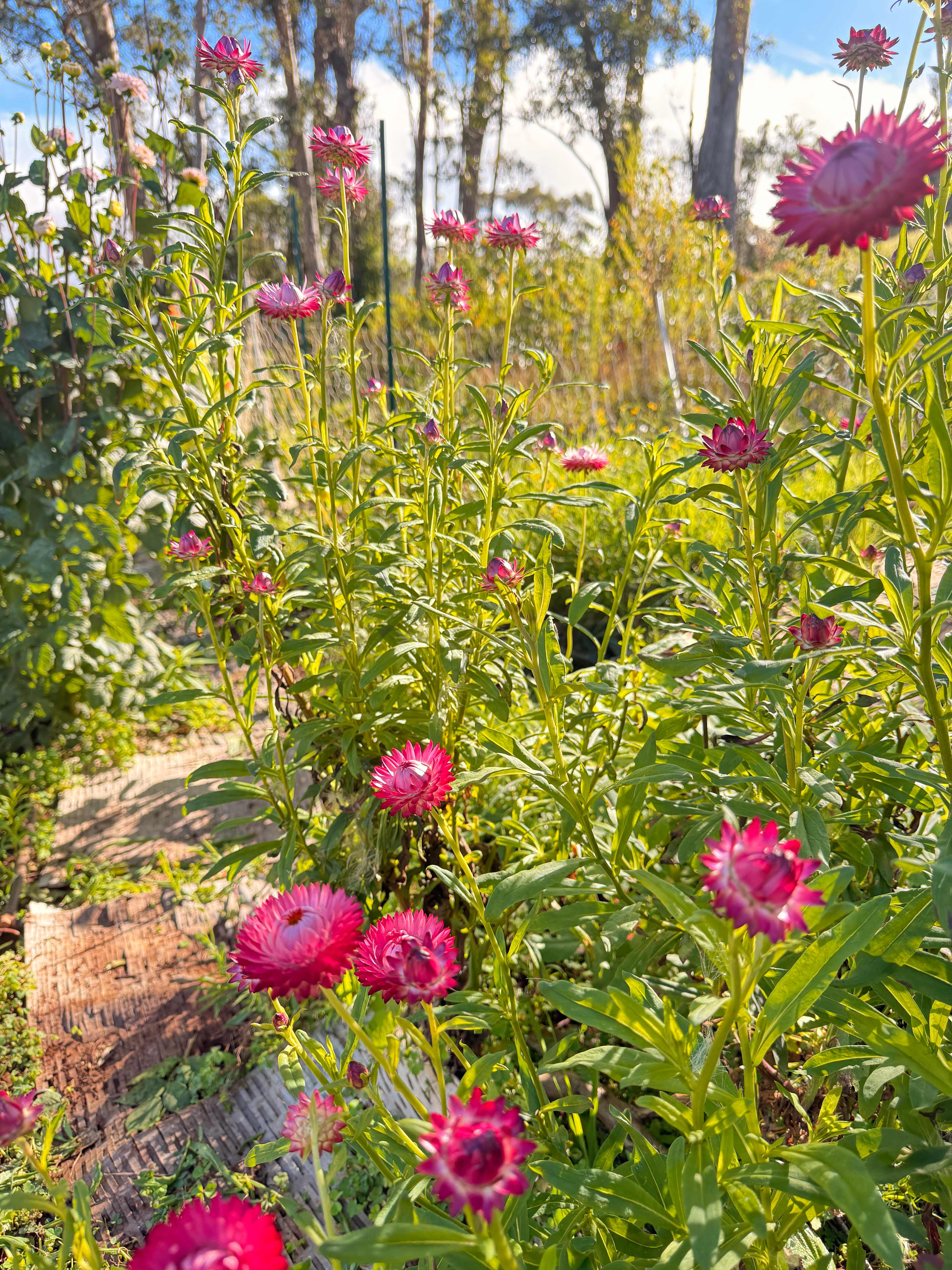Secluded Upcountry Maui Camping
