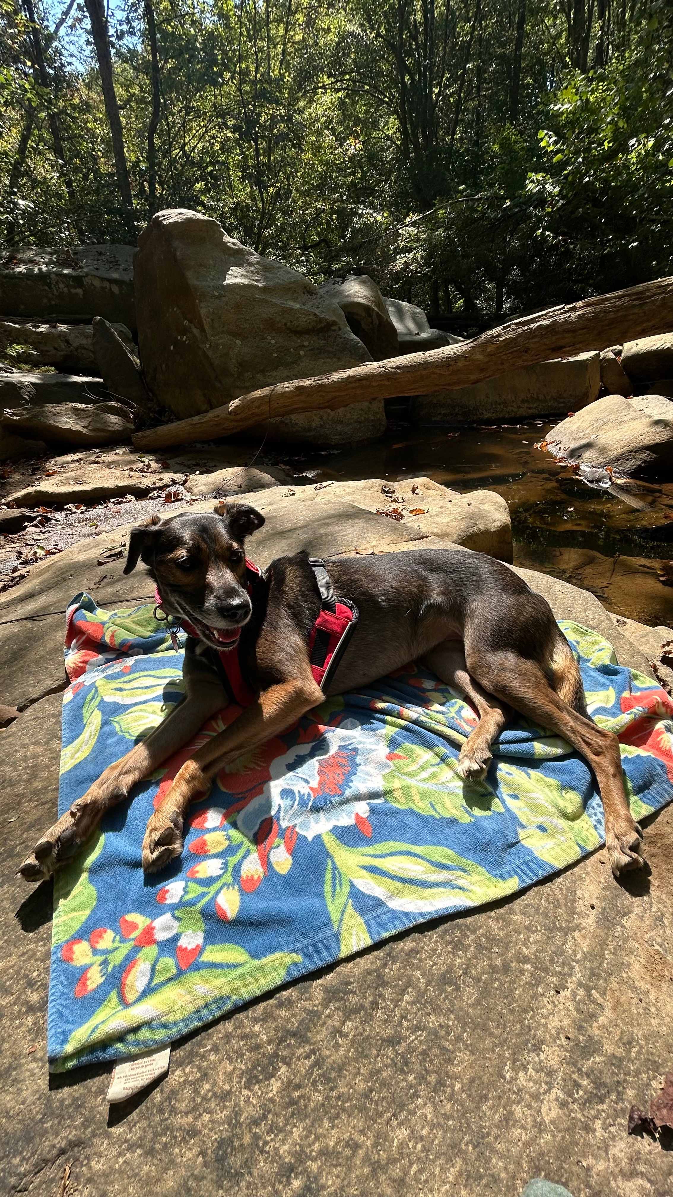Enjoying the sun on the beautiful rocks by creek! 