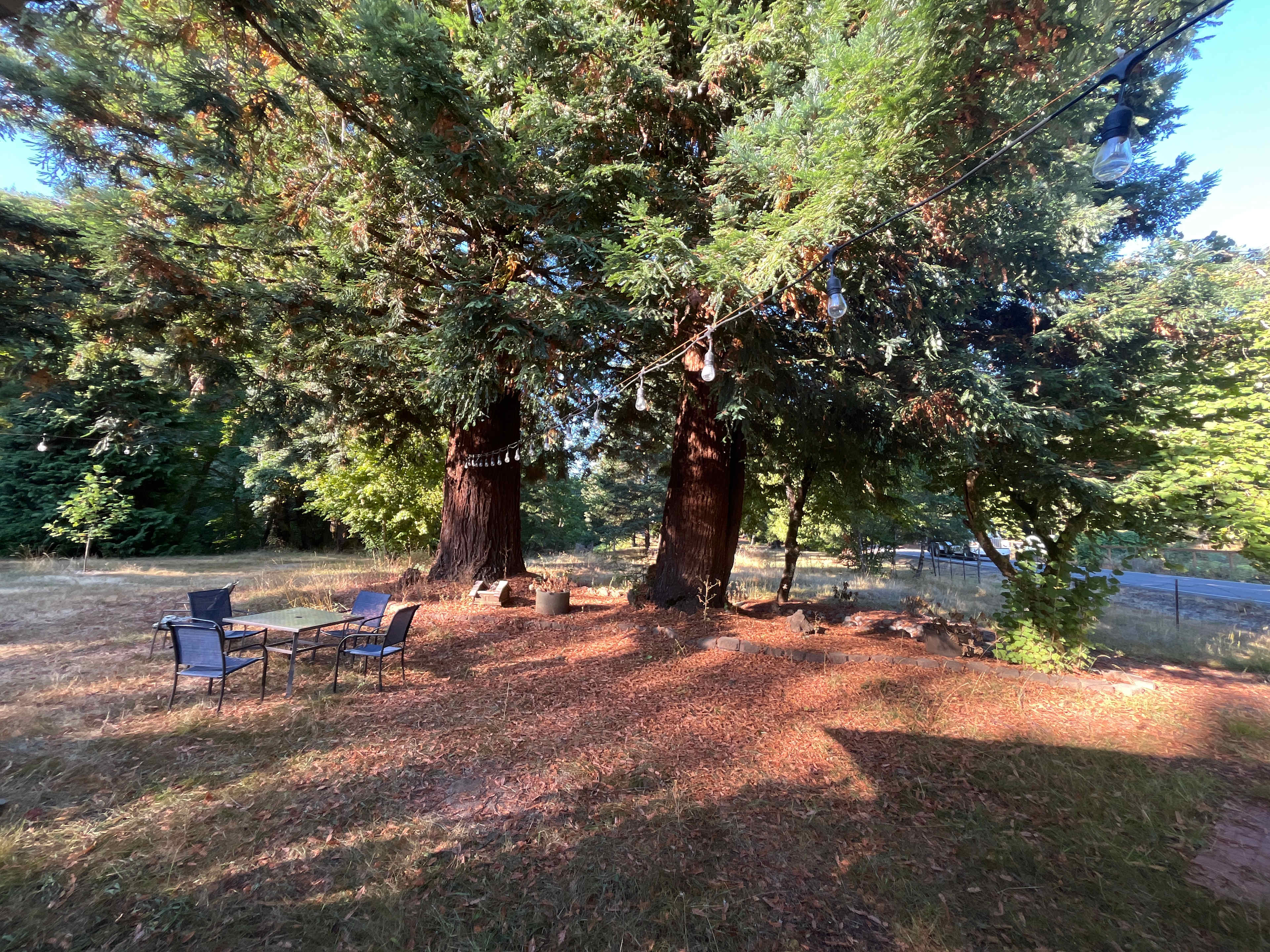 Redwood gaints in the yard 