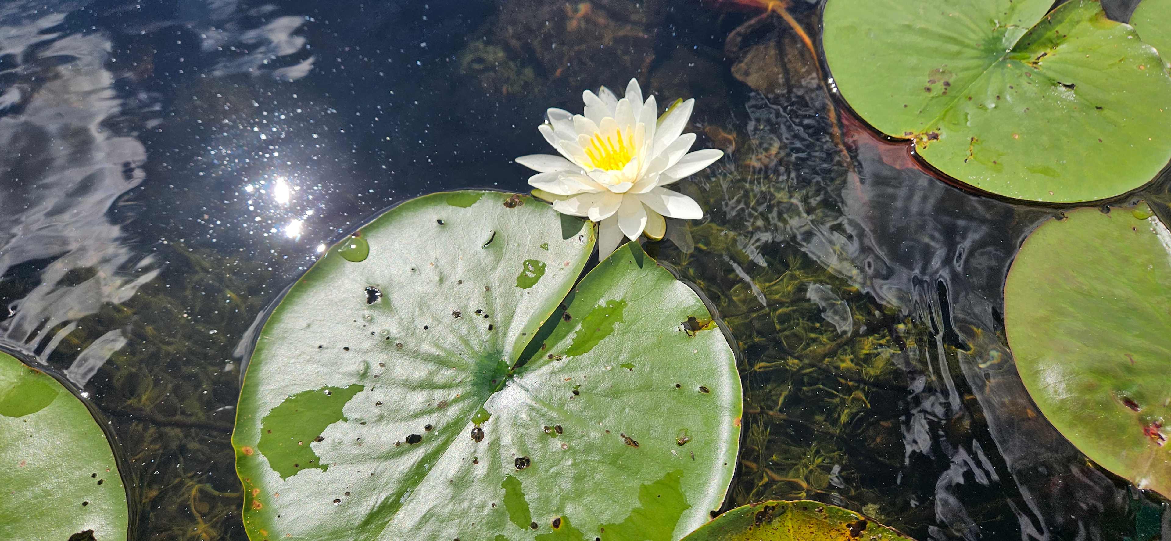 Water lily in Duck lake