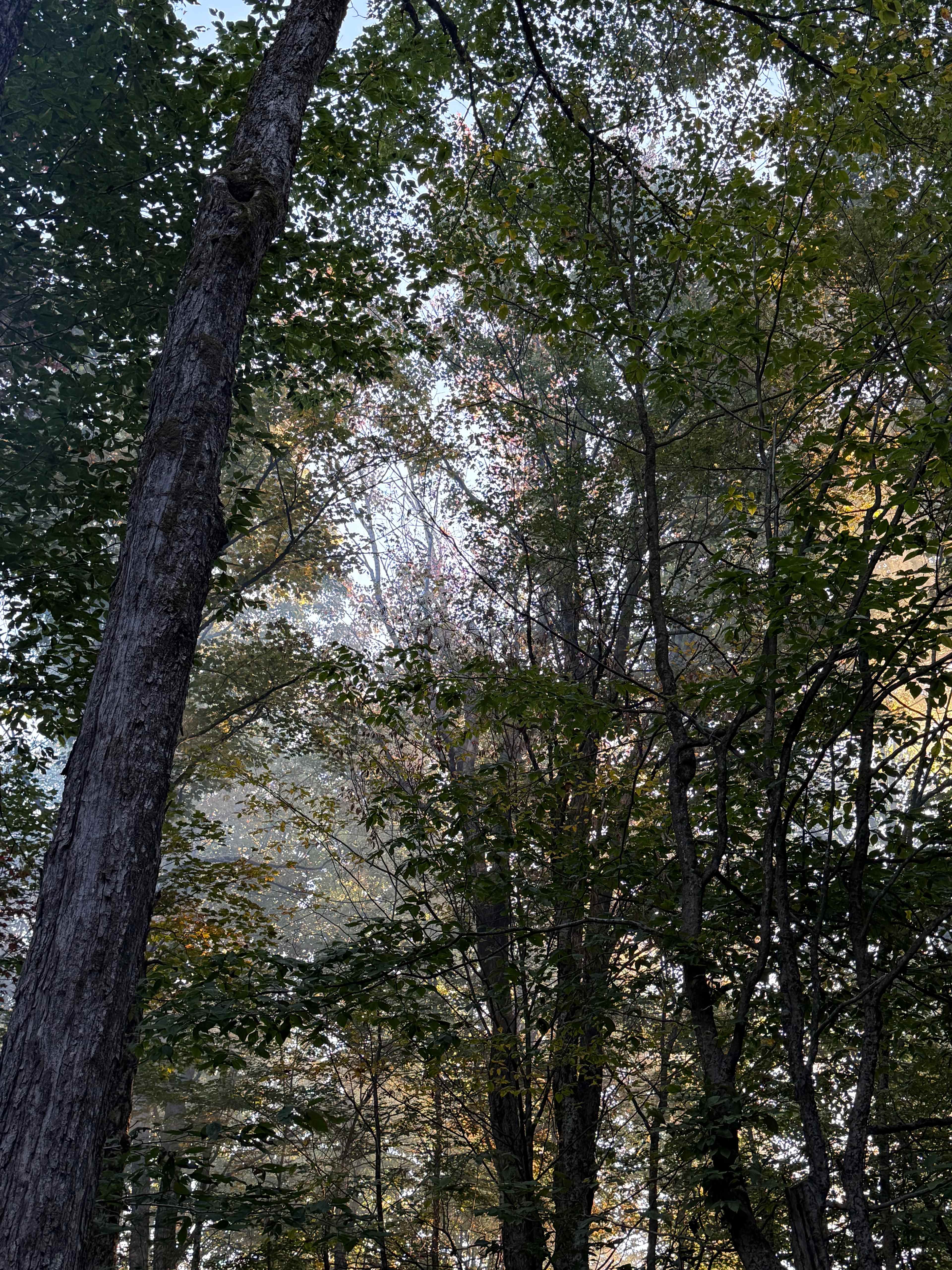 Reflections Homestead