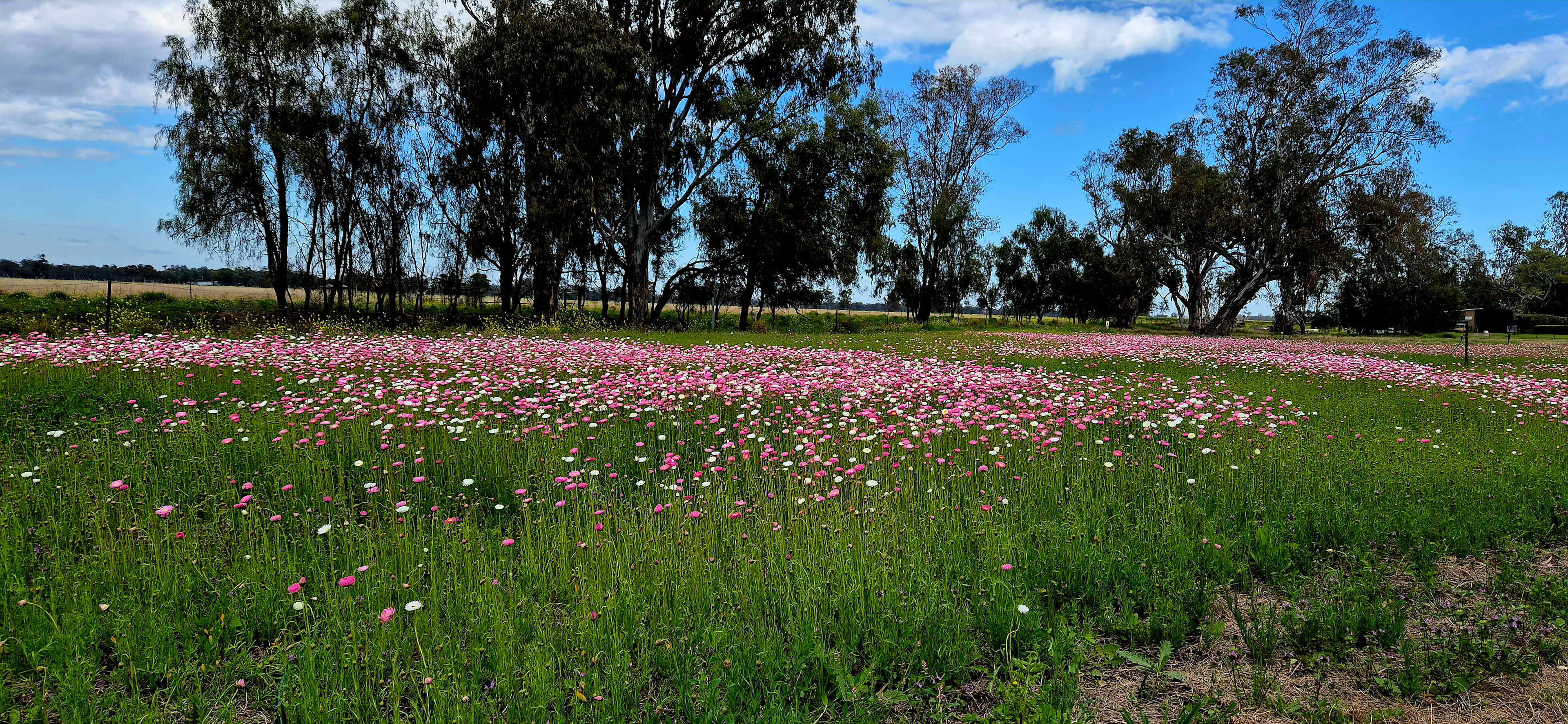 Pringy's Farm Balnagask